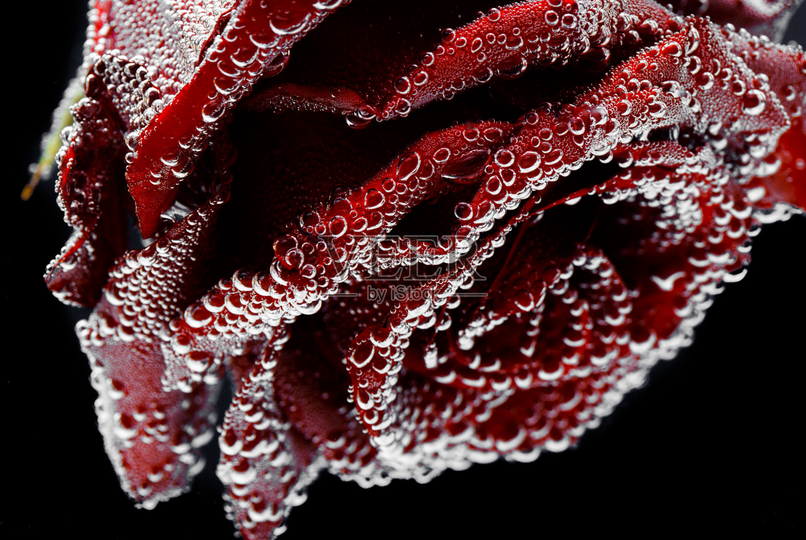 黑色背景上带露珠的红玫瑰。制备的明信片照片摄影图片