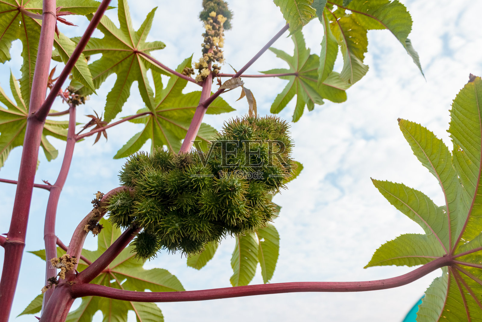 开花成熟蓖麻属植物，油、药用、观赏植物照片摄影图片