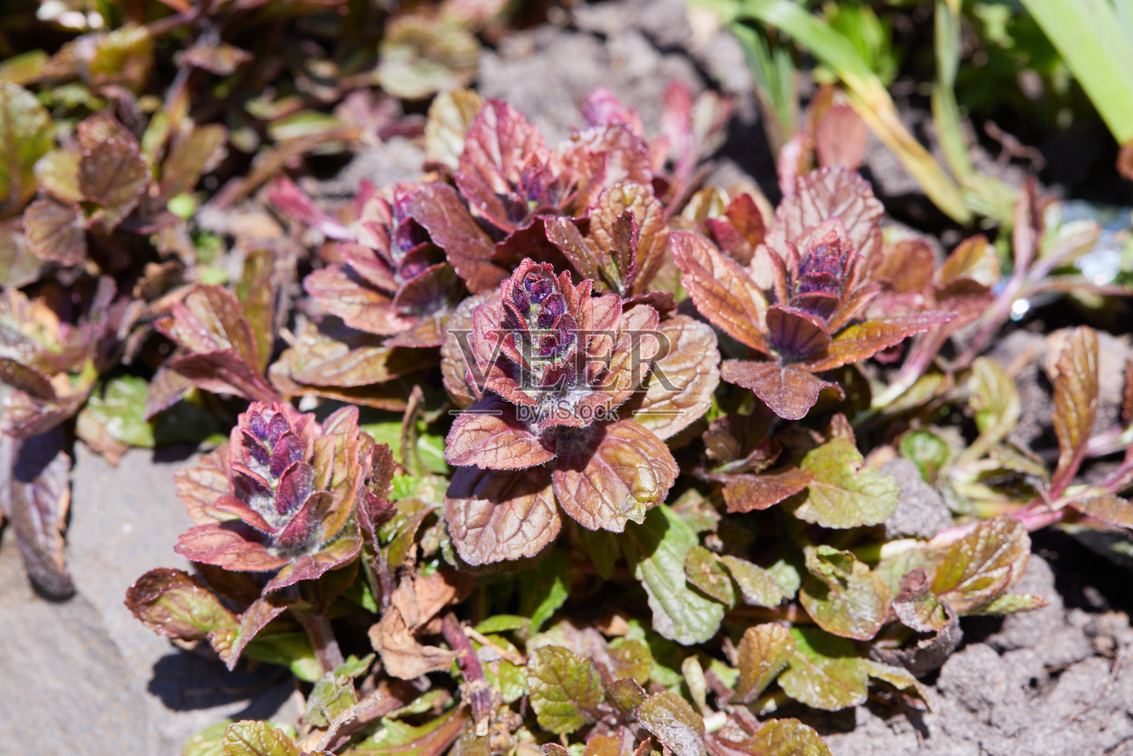 山葵是唇形科的一种植物照片摄影图片