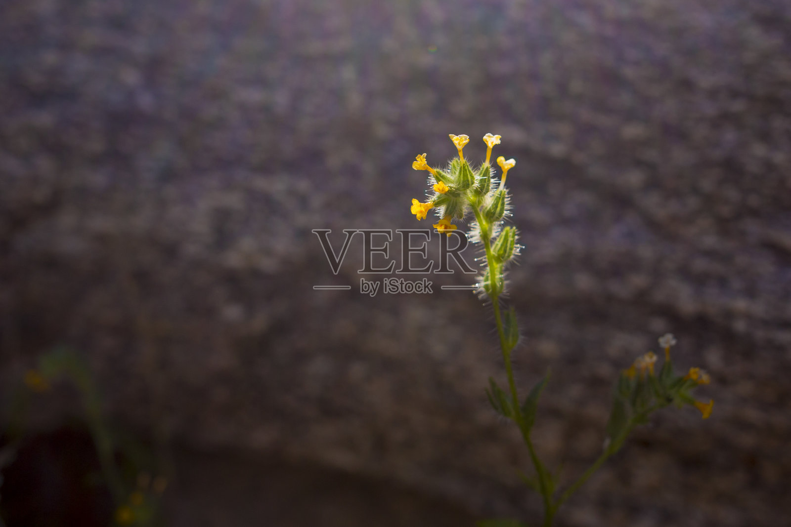 在科罗纳多国家森林里，在亚利桑那州图森的萨比诺峡谷的小径上点缀着Fiddleneck花(amsinkia intermedia)。照片摄影图片