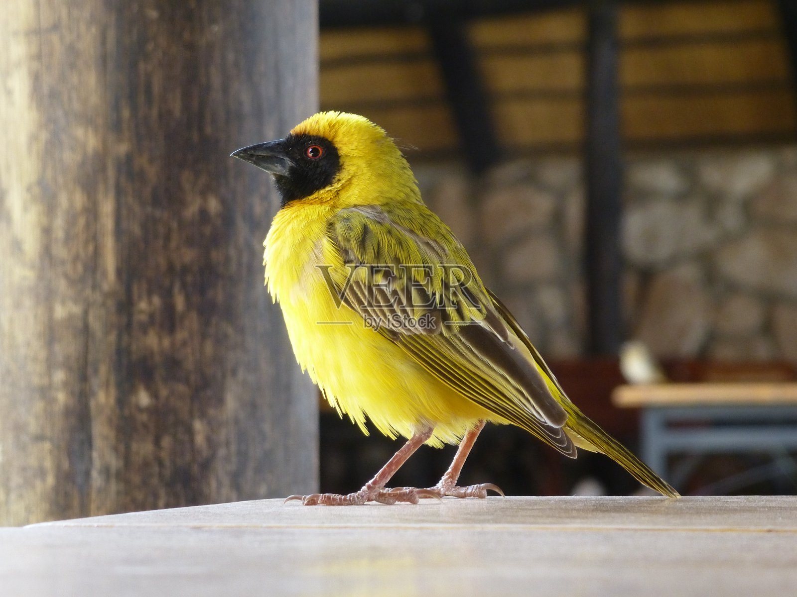 巴亚·萨卡拉瓦织布鸟又称“韦伯”鸟——黑黄鸟，栖息在纳米比亚非洲的Solitaire照片摄影图片