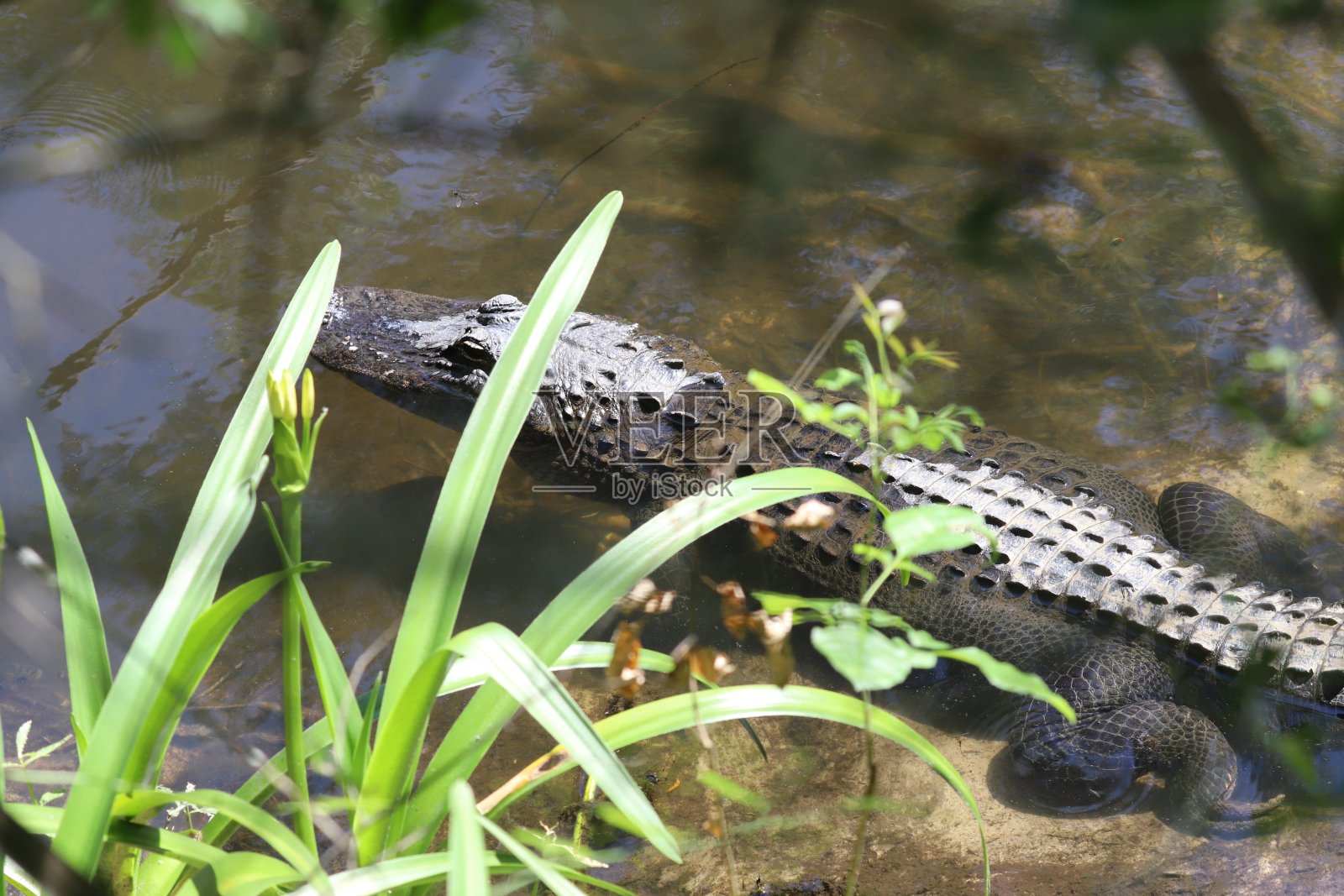 美洲短吻鳄(密西西比短吻鳄)在水边等待着什么照片摄影图片