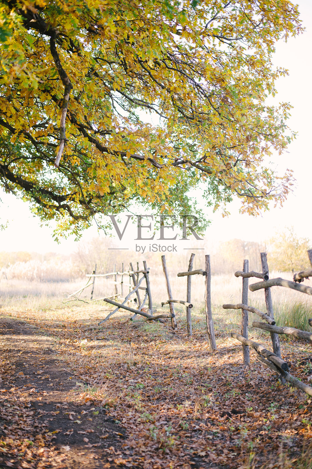 大橡树枝桠与农家篱笆在乡村中显得宁静祥和。秋天的风景照片摄影图片