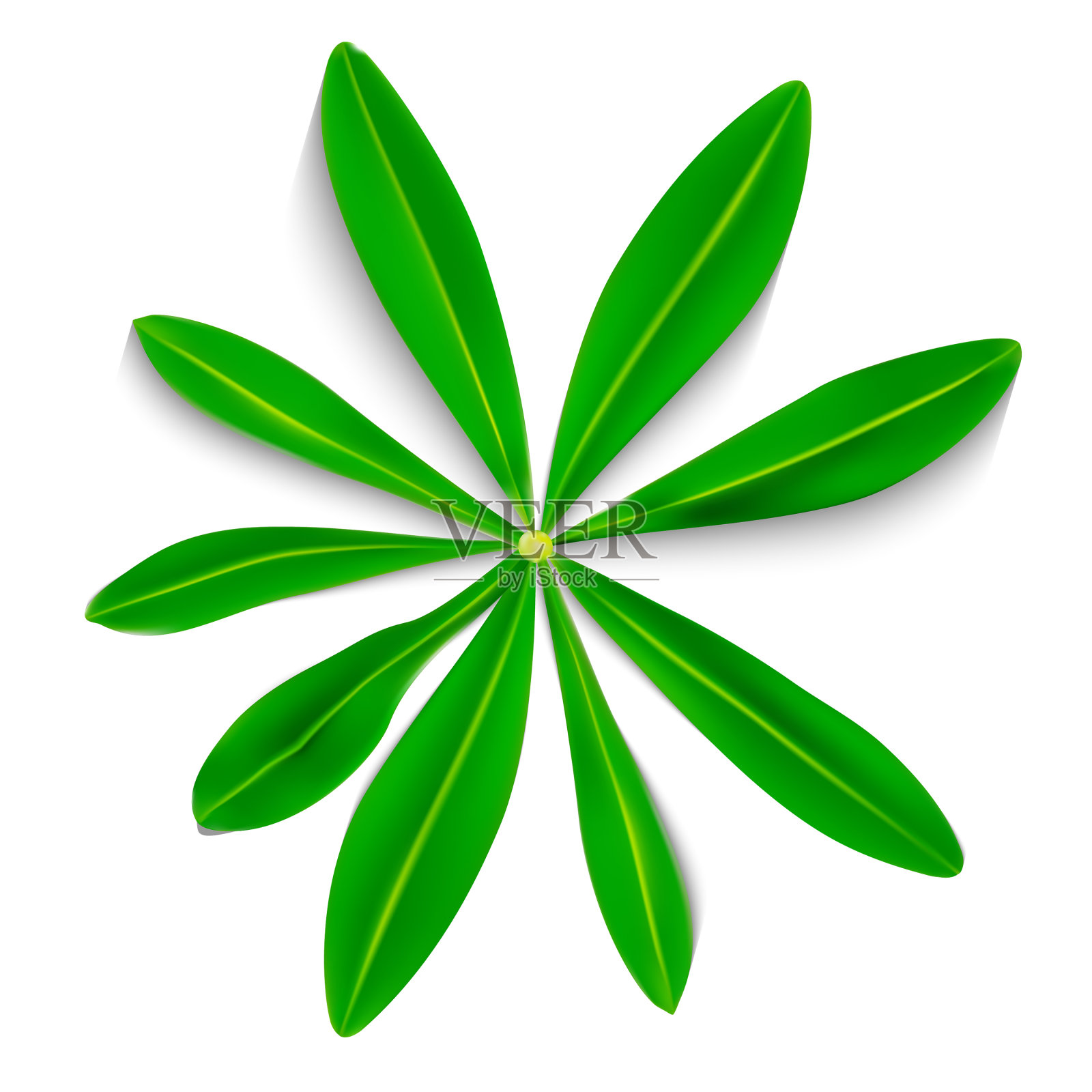 自然色彩羽扇豆叶上白色设计元素图片