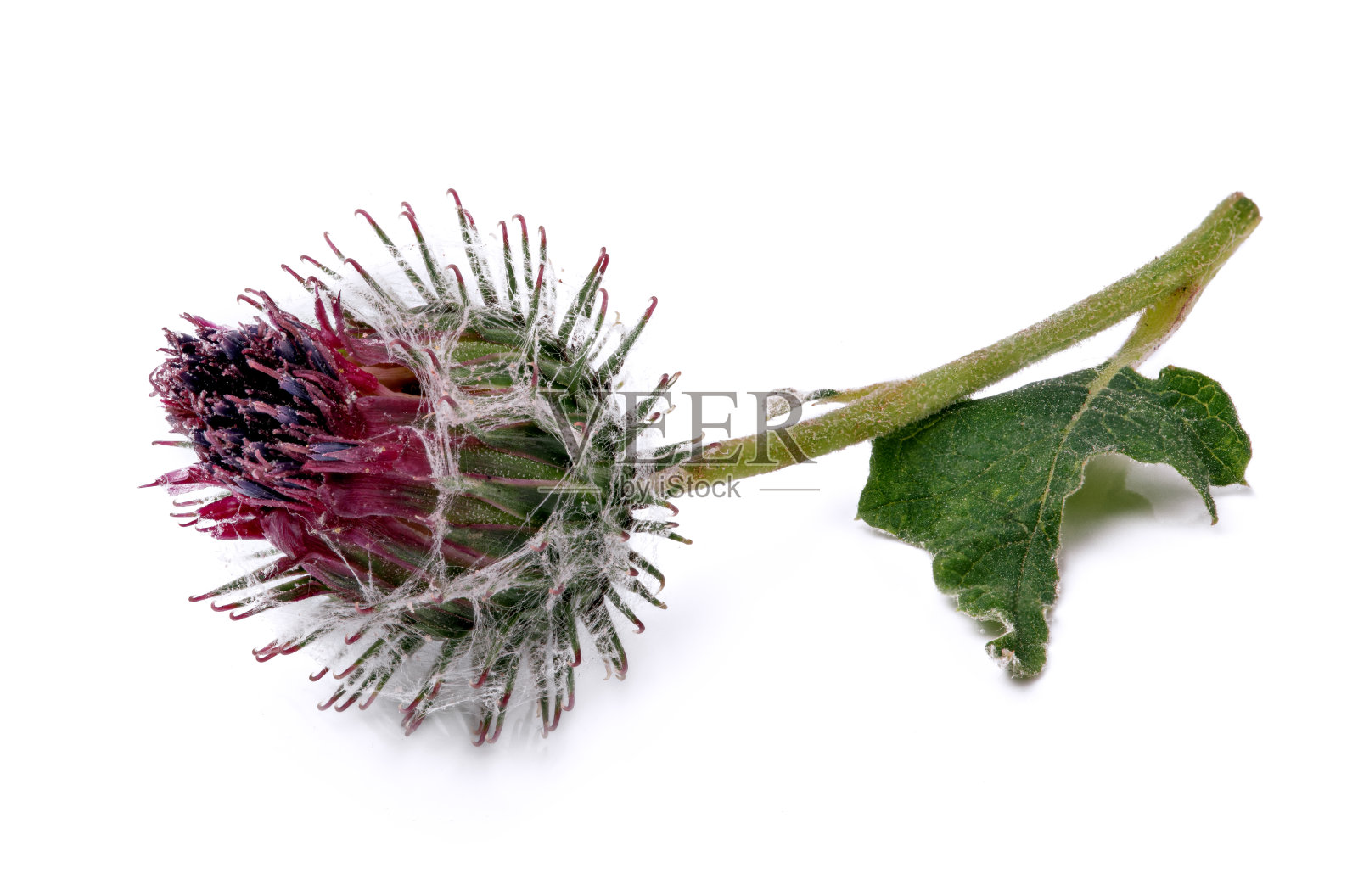 白色背景上的蓟花照片摄影图片