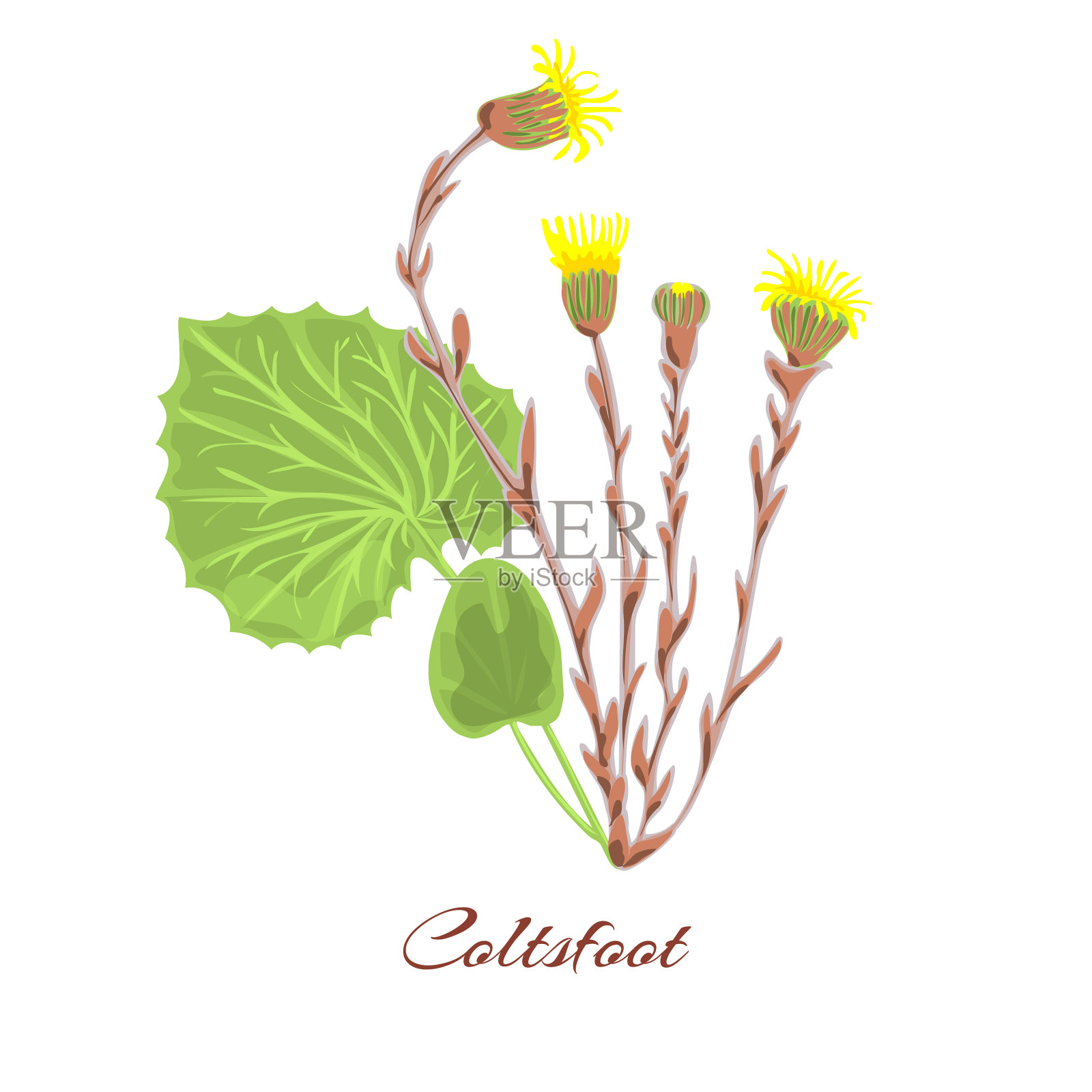 款冬花设计元素图片