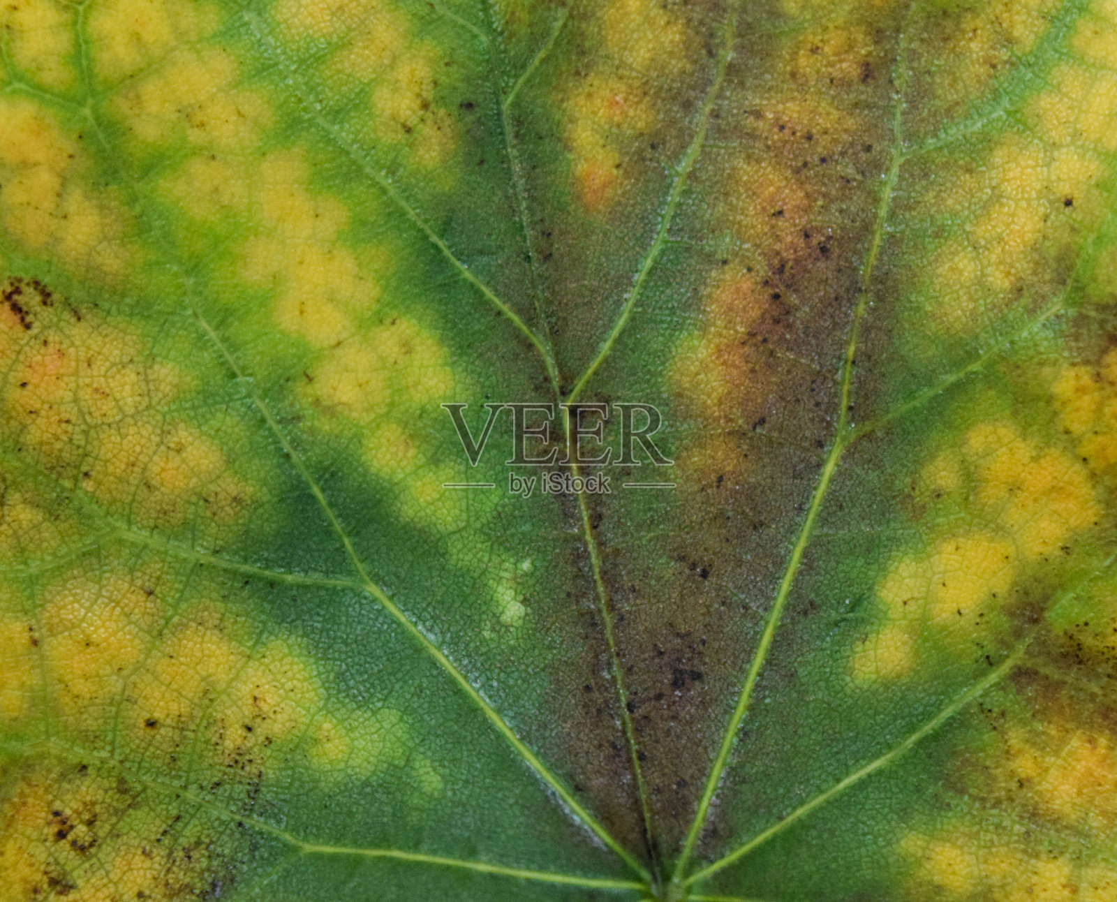 秋天的落叶照片摄影图片