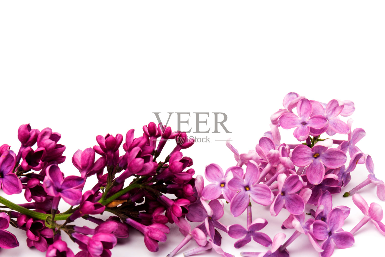 美丽的盛开的丁香在白色的背景。空间的文本照片摄影图片