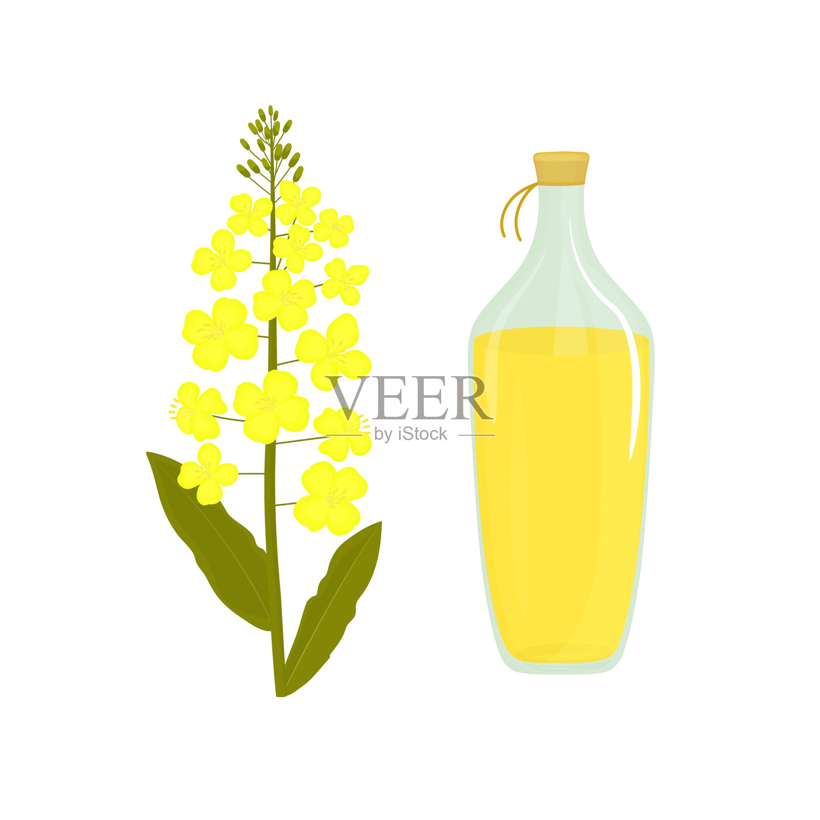 菜花瓶油菜籽油菜籽植物设计元素图片