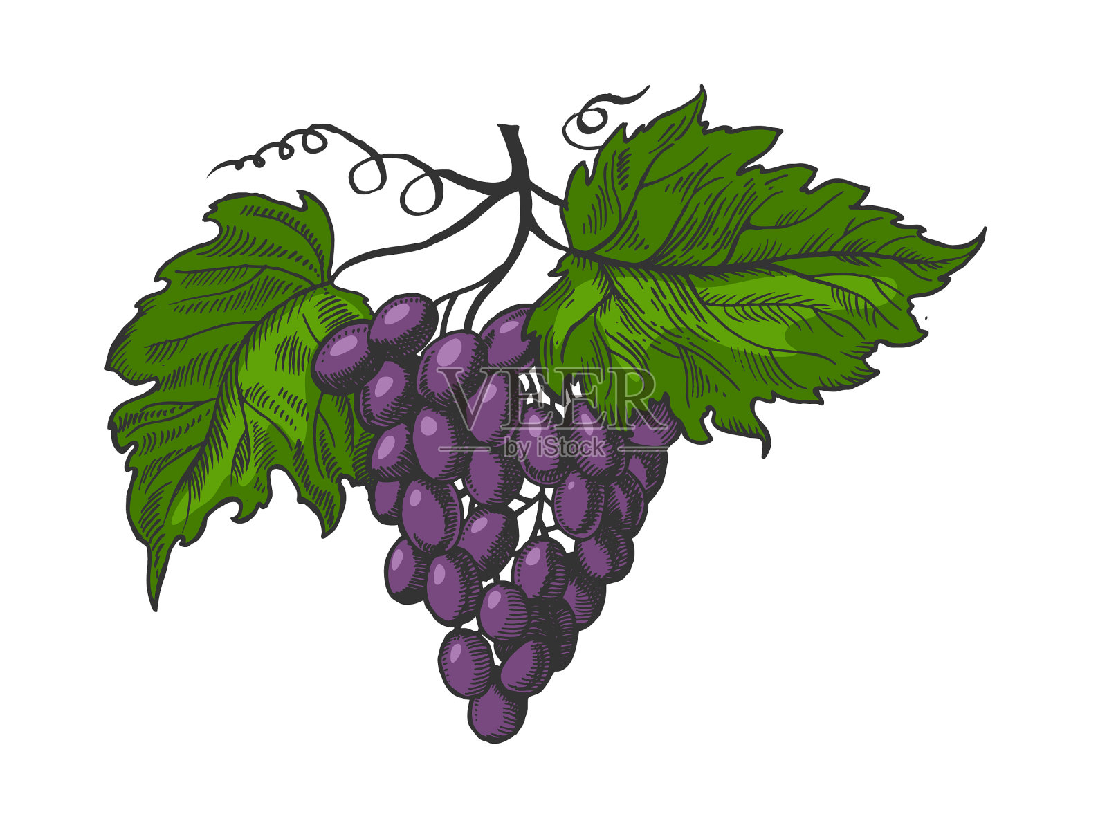 葡萄用叶子的颜色素描雕刻设计元素图片