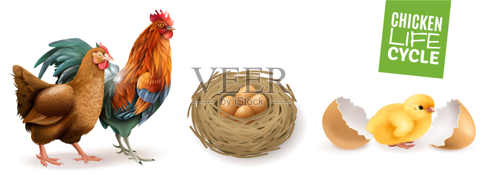 鸡的生命周期设定插画图片素材