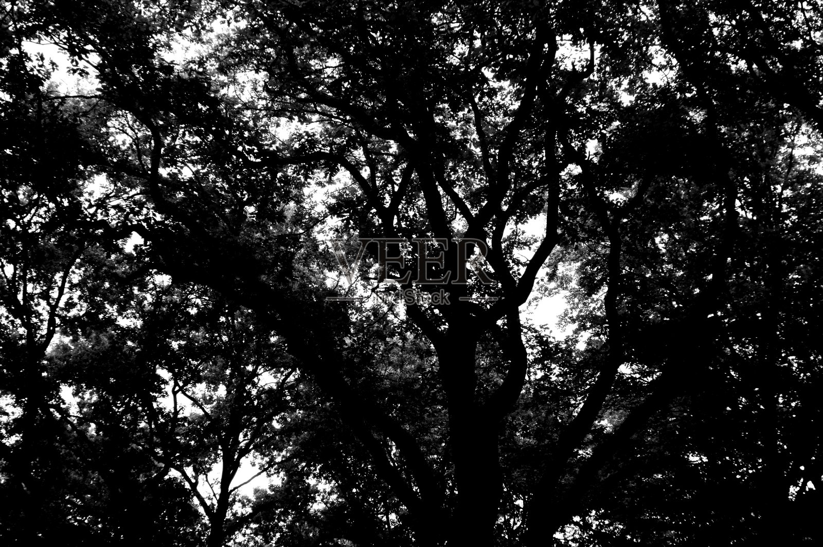 在大自然中剪影树的枝叶照片摄影图片