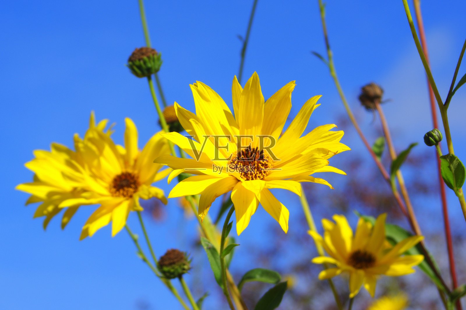 花园里的花-花和植物照片摄影图片