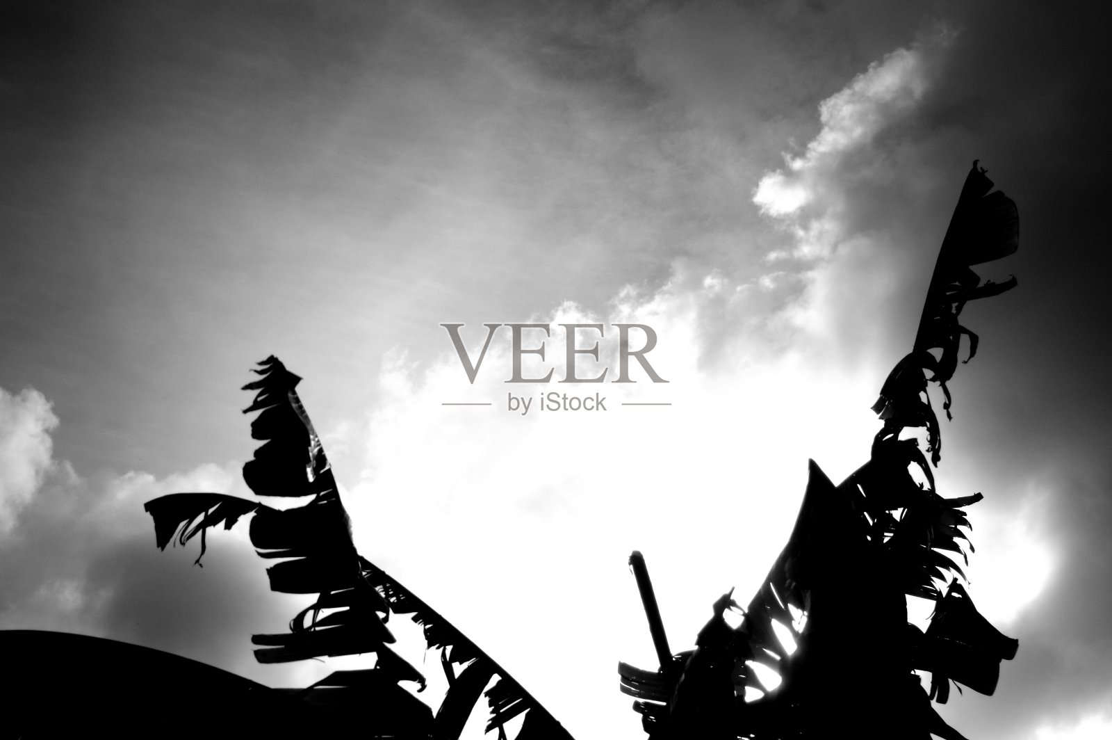 在大自然中剪影树的枝叶照片摄影图片