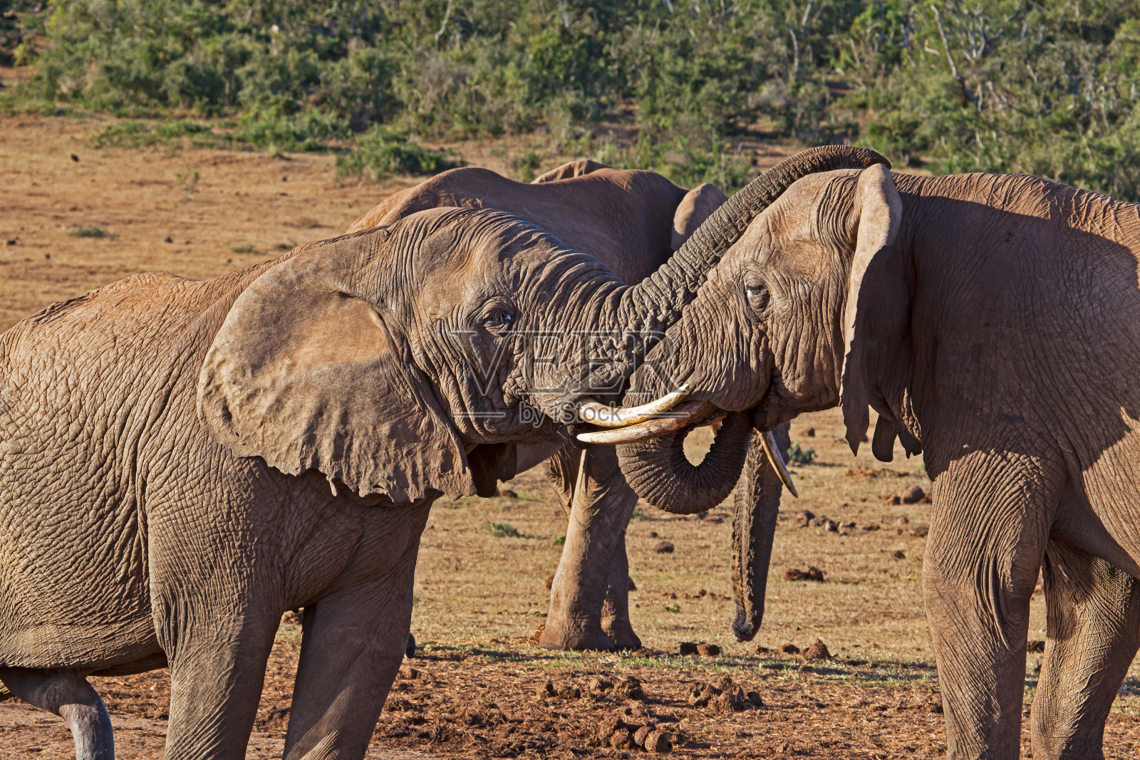两只公象在水坑里社交照片摄影图片