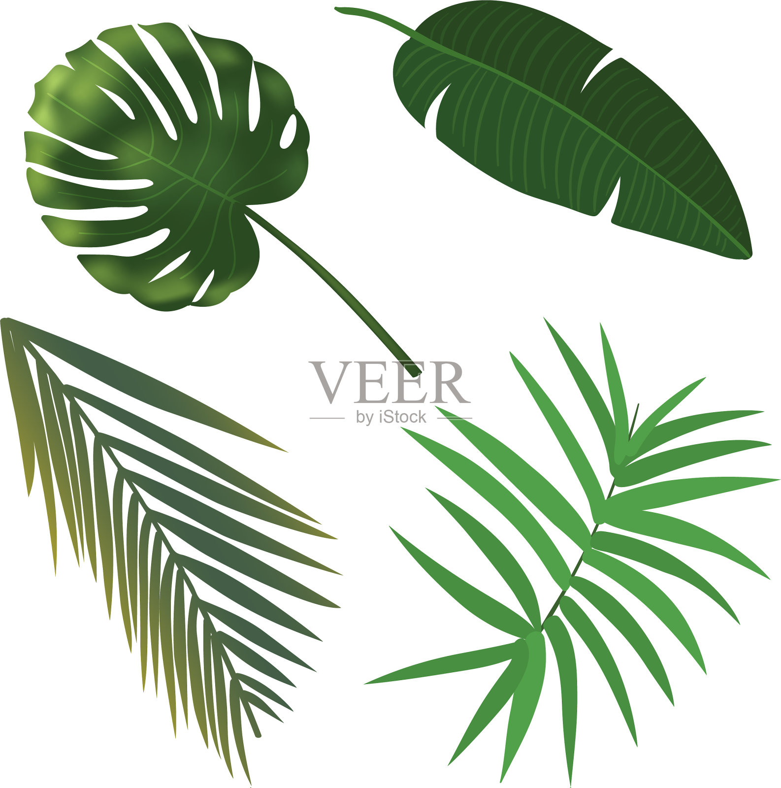 热带植物叶设置逼真的棕榈叶设计元素图片