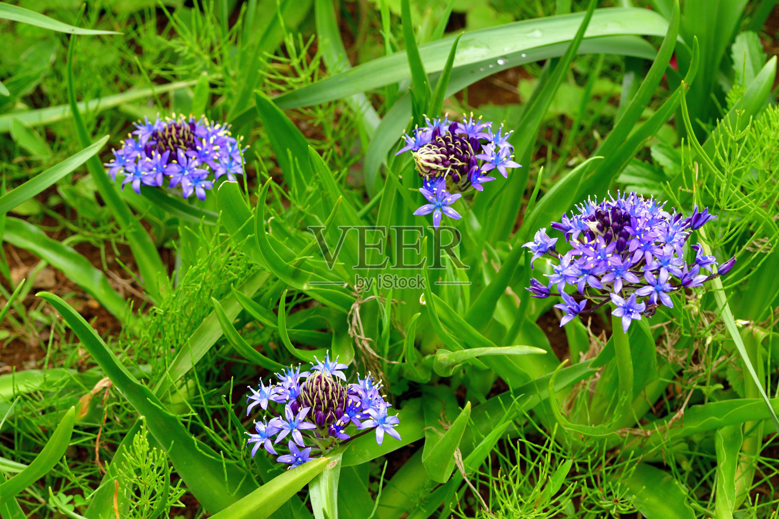 葡萄牙鹅毛鸭花照片摄影图片