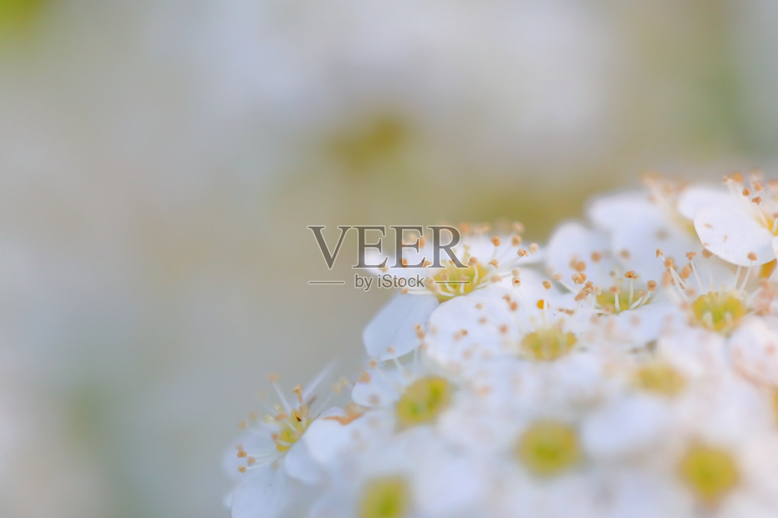 日本的里夫斯皮里亚照片摄影图片