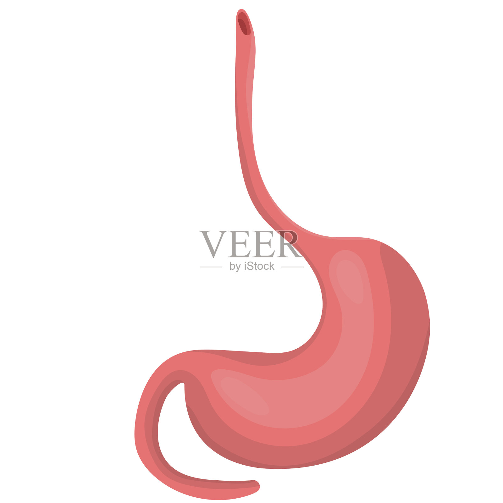 真实的人类胃图标孤立在白色设计元素图片