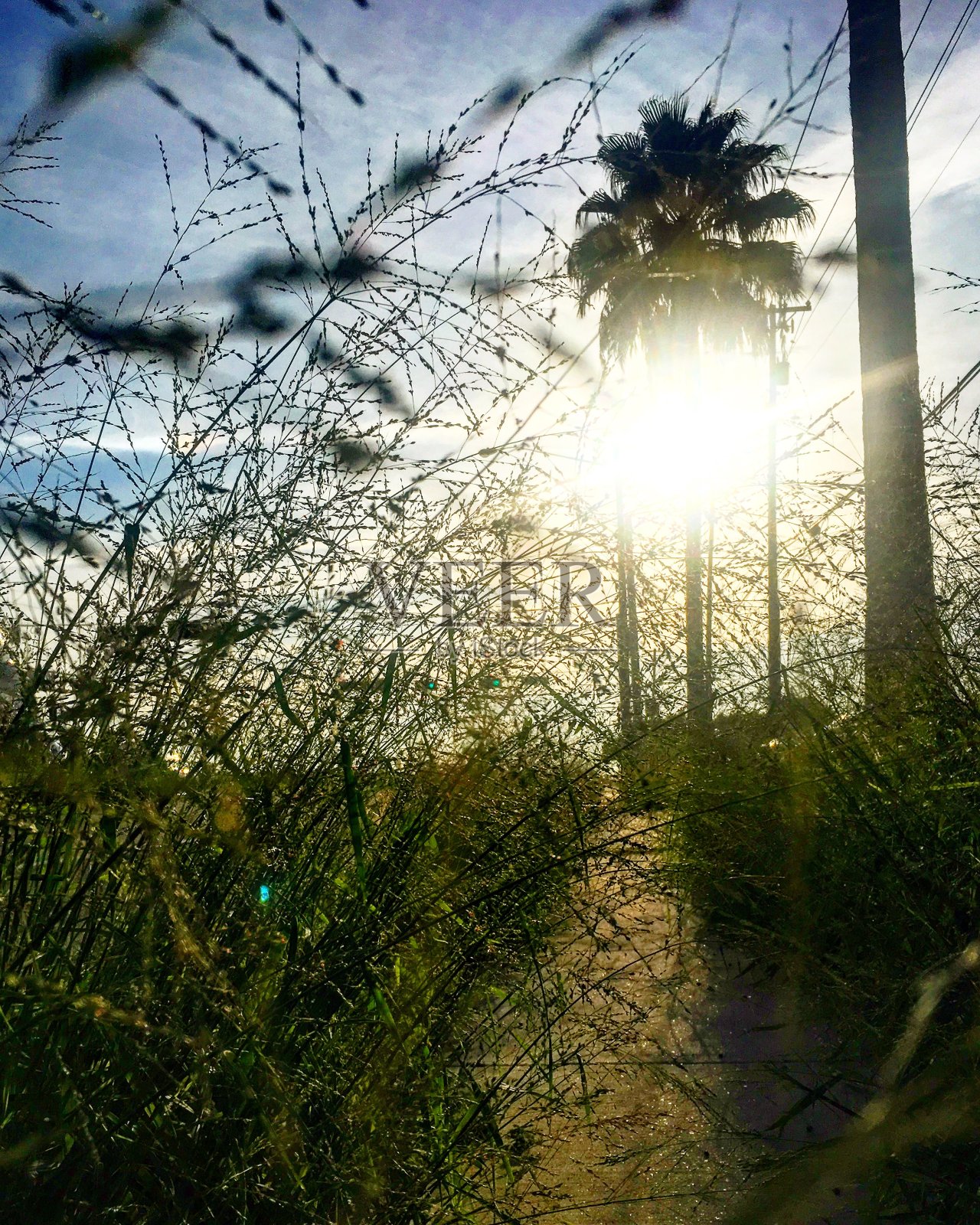 杂草丛生的人行道，清晨。麦卡伦,TX照片摄影图片