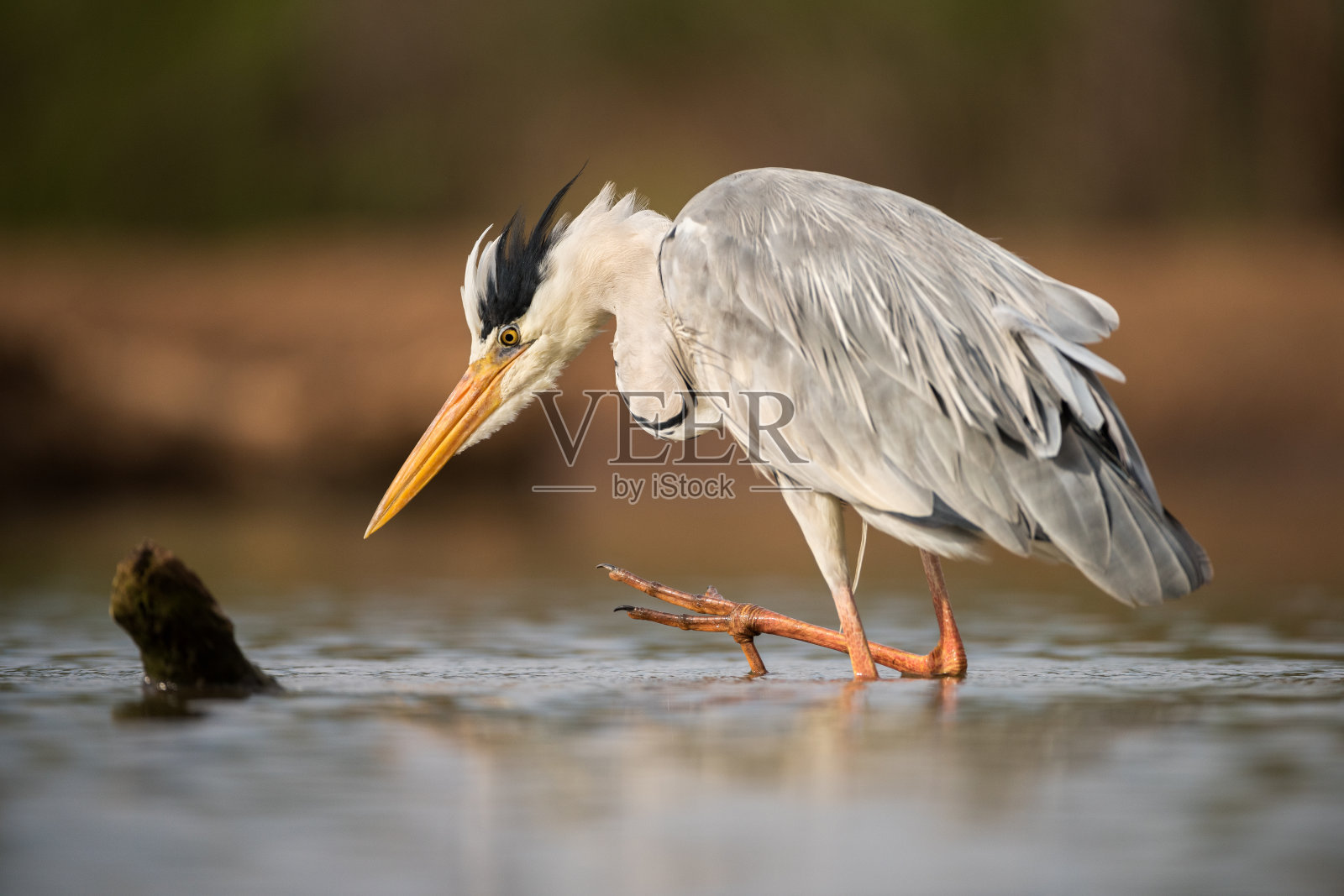 一个灰色苍鹭的近距离肖像与皱羽，站在水里照片摄影图片