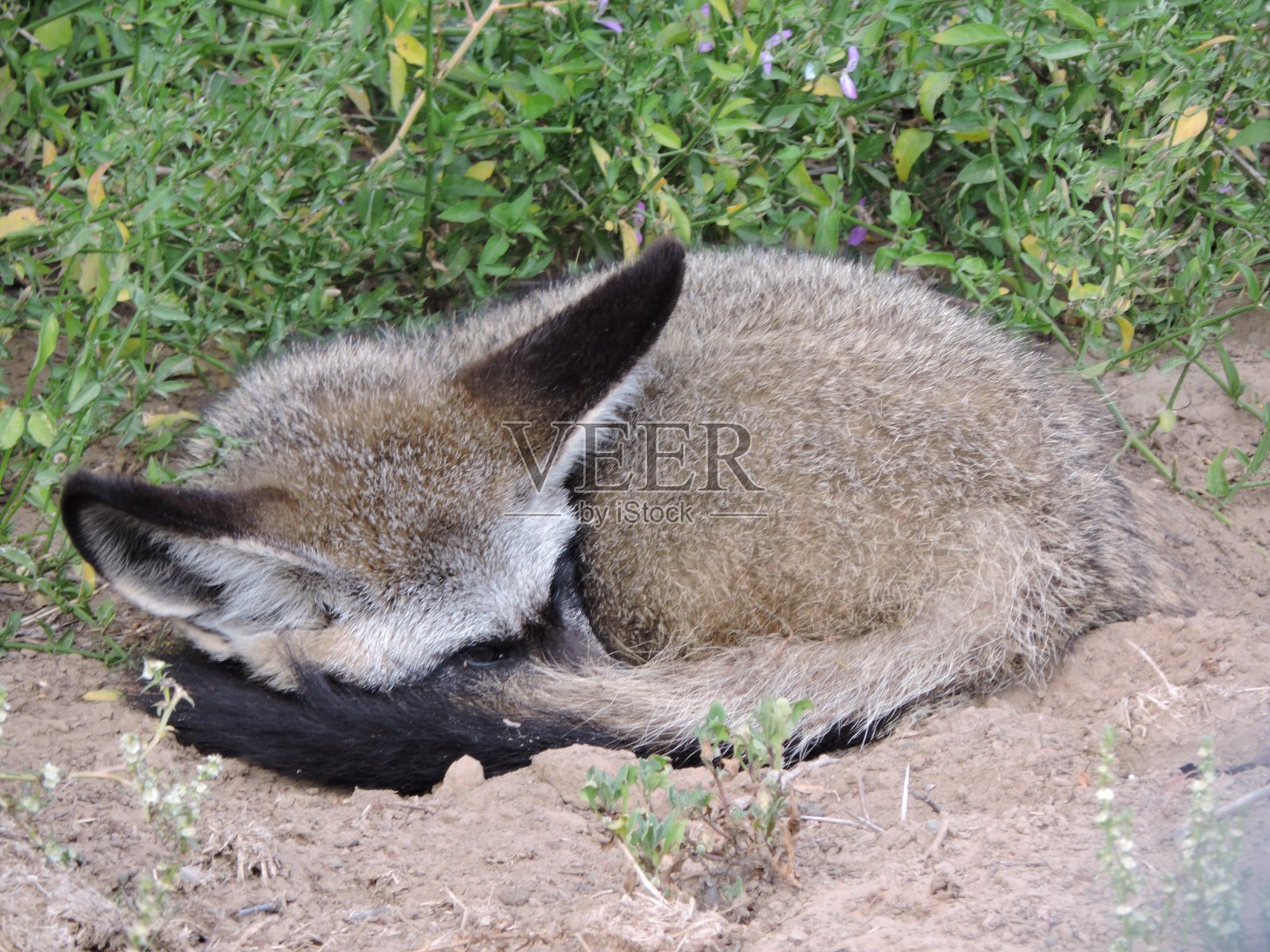 蝙蝠耳朵狐狸睡觉照片摄影图片