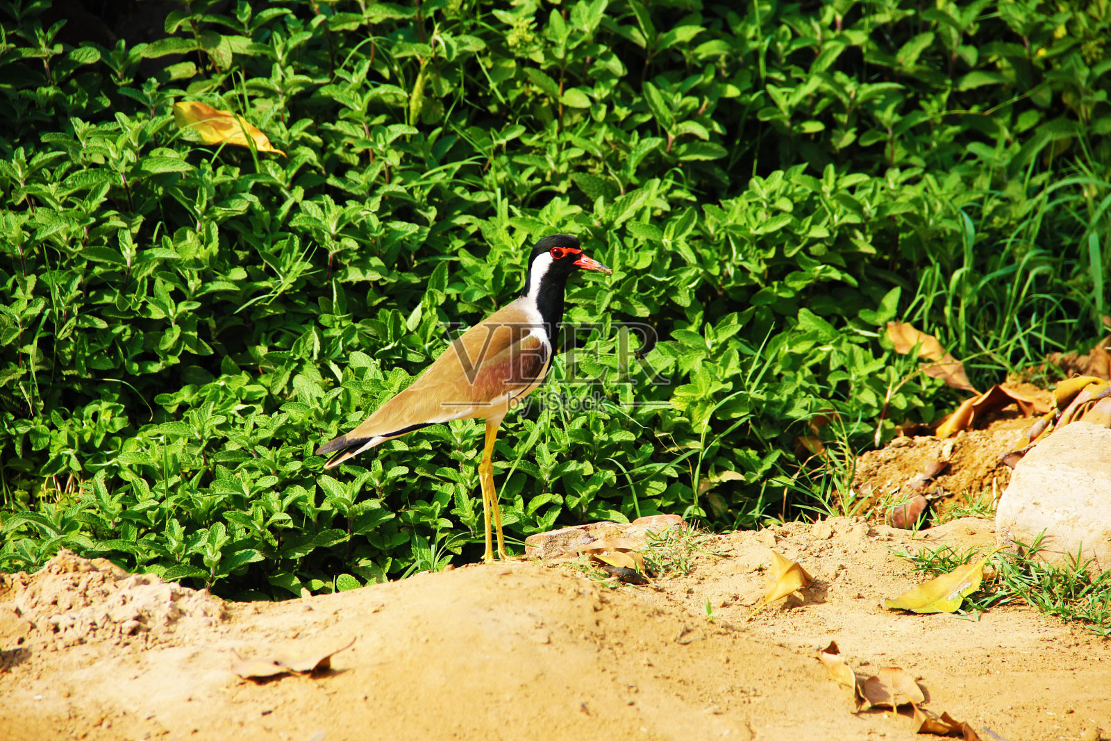 绿色抽象的乡村农场里的鸟照片摄影图片
