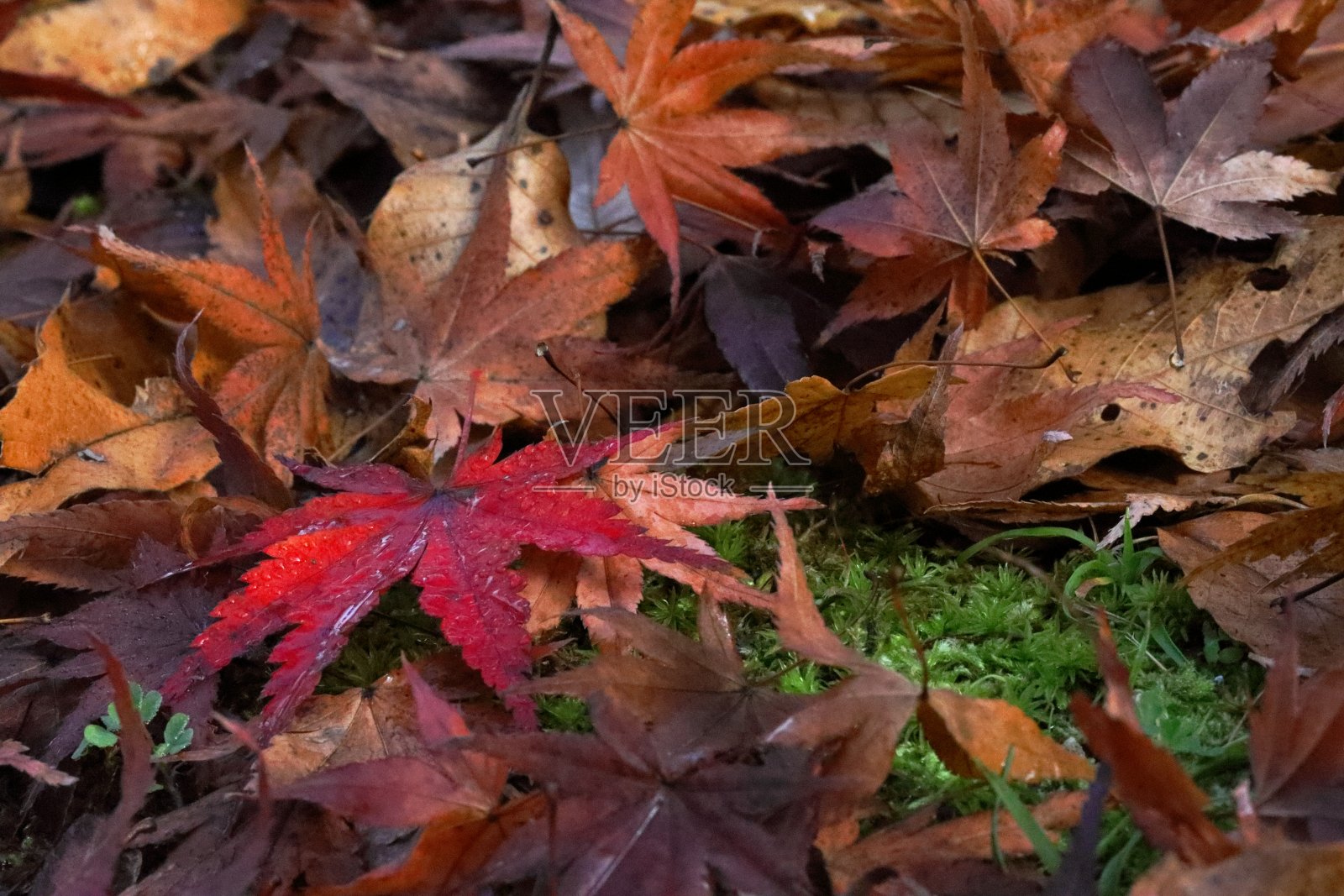 枯叶照片摄影图片