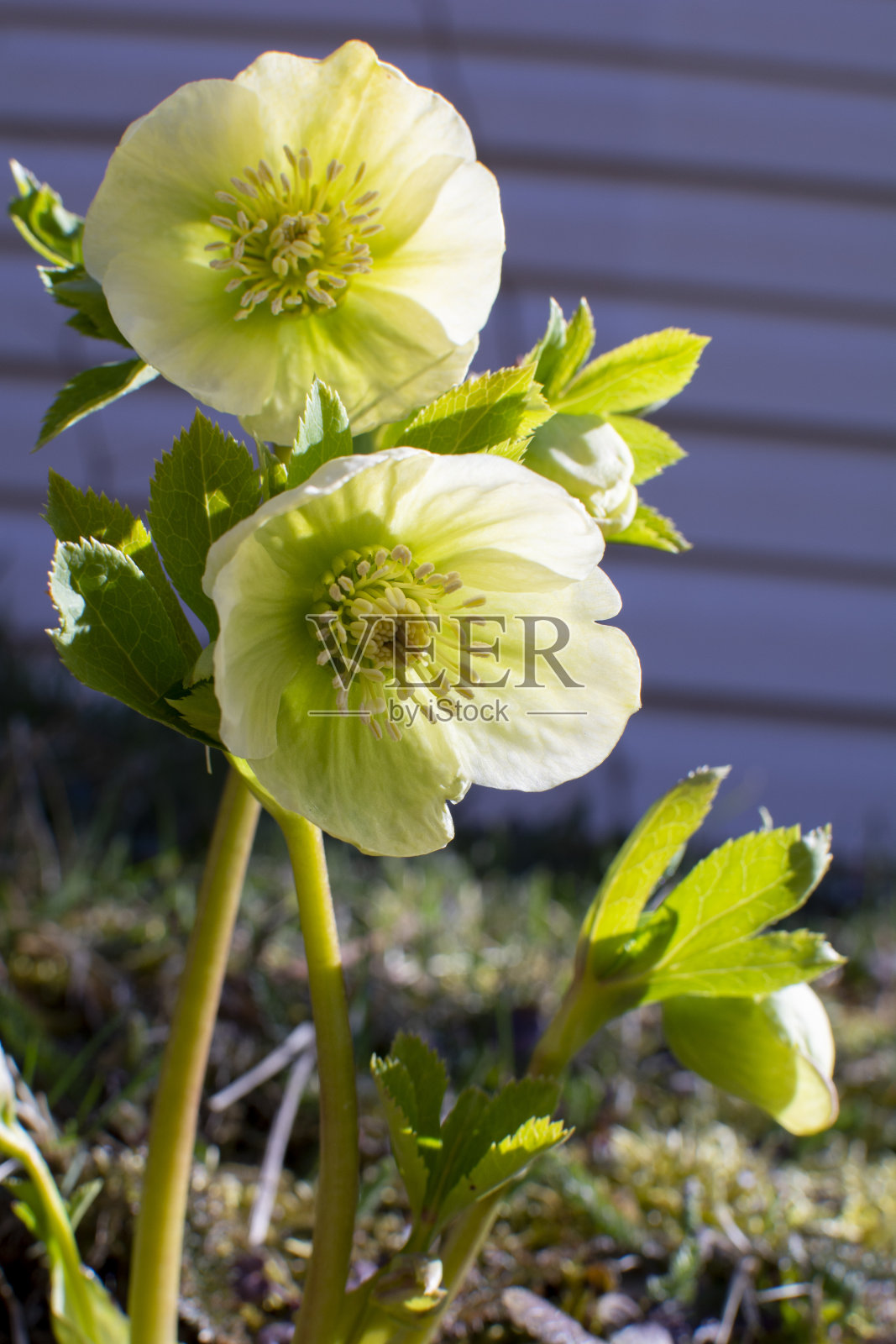 嚏根草长在我的花园里照片摄影图片