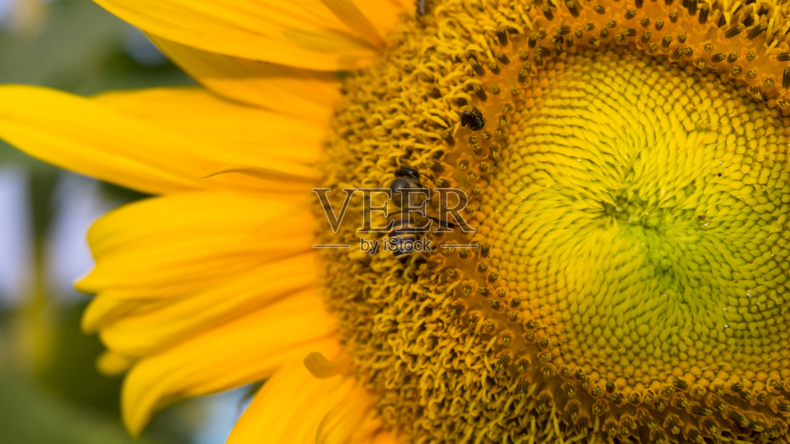 漂亮的向日葵黄色的花瓣和蜜蜂正在从甜的花蜜糖的雌蕊，特写照片照片摄影图片