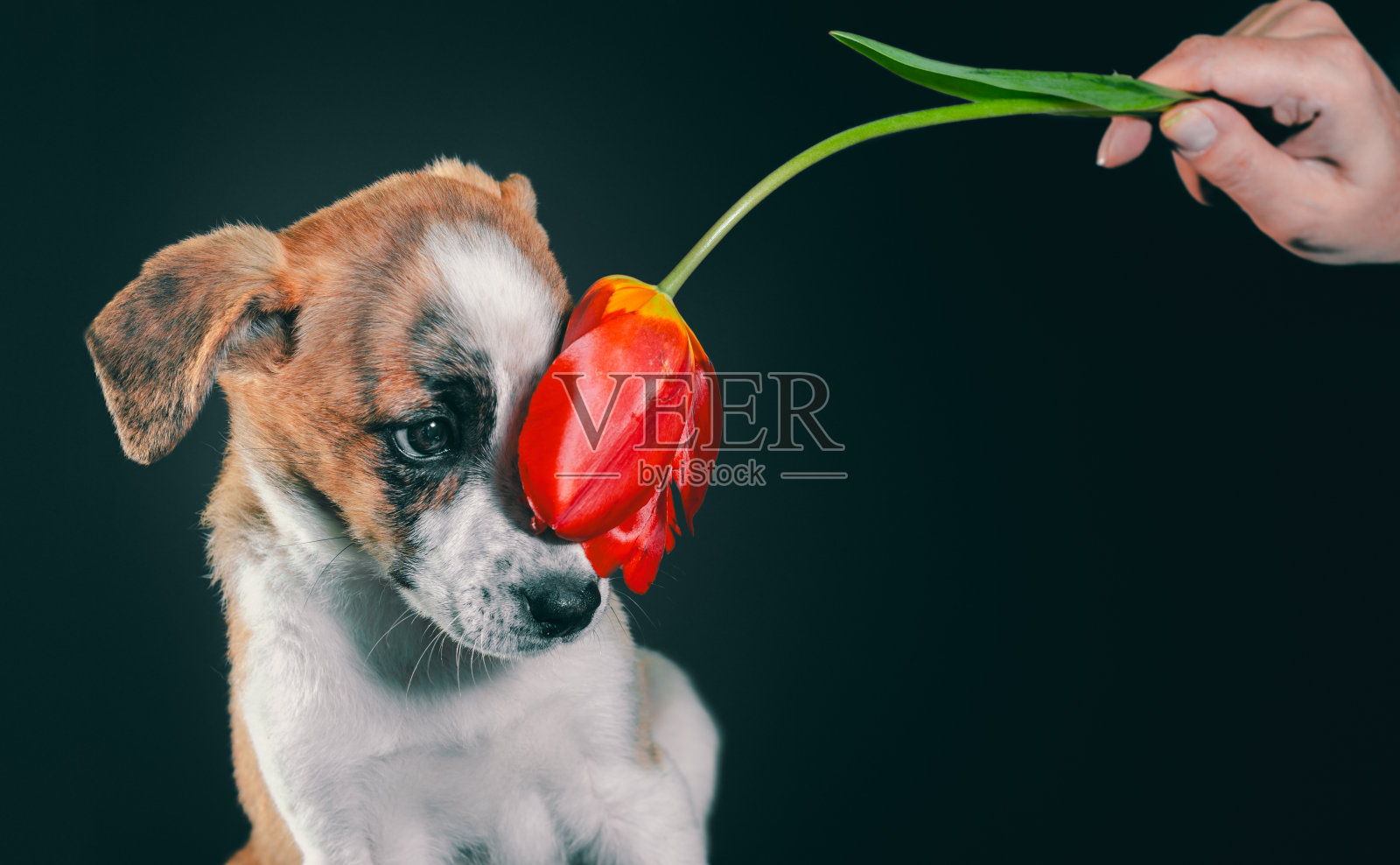 深色背景下带有一朵郁金香花的花斑小狗照片摄影图片