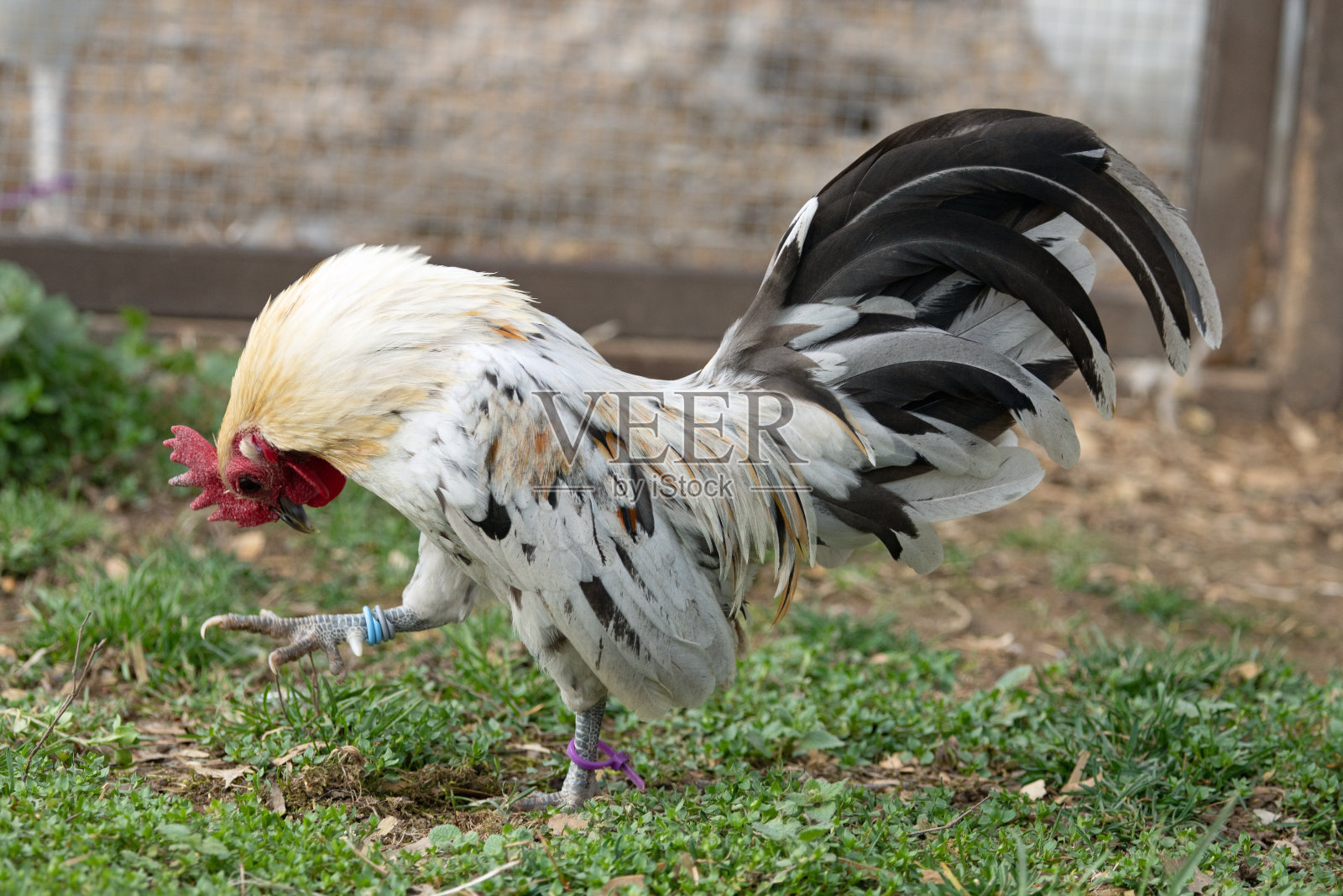 矮脚鸡公鸡昂首阔步照片摄影图片