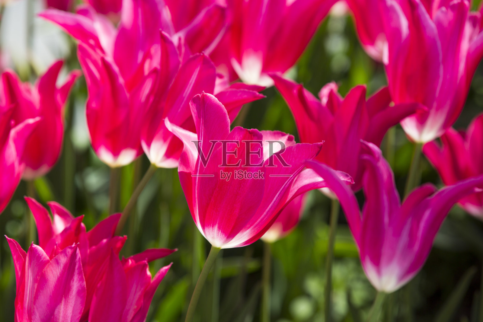 花坛春天盛开的郁金香照片摄影图片