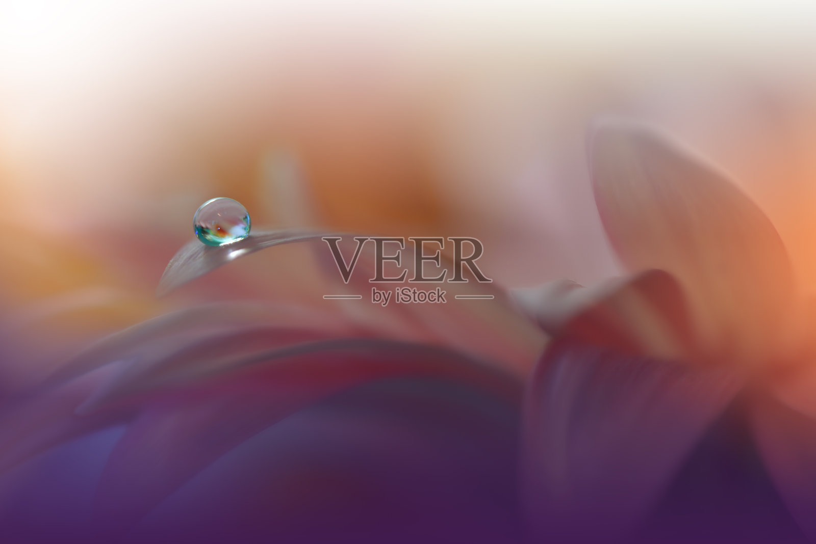 美丽的自然背景。花卉艺术设计。抽象的微距摄影。非洲菊雏菊花。彩色的花。紫色的背景。创意艺术墙纸。婚礼Invitation.Celebration,爱。宁静的近景。节日快乐。黄金的颜色。副本的空间。照片摄影图片