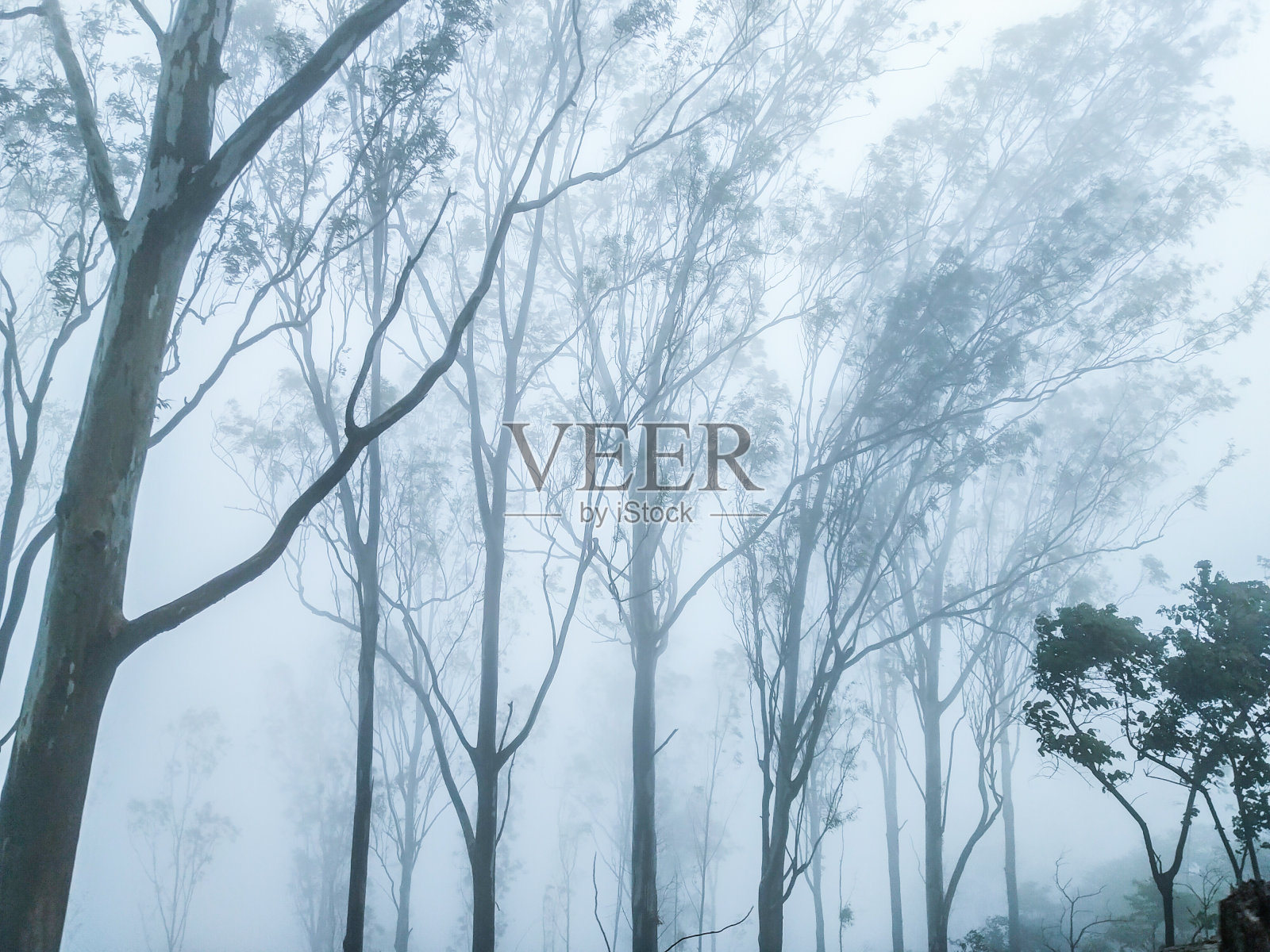 南迪山森林后面的雾有风景照片摄影图片