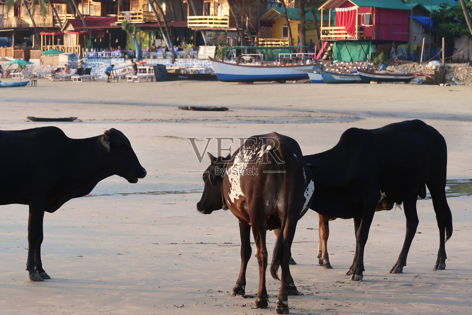 3头年轻的黑色、棕色和白色的印度圣牛/牛在沙滩上漫步，野生牛在Palolem海滩上行走的照片，果阿度假，印度南部照片摄影图片