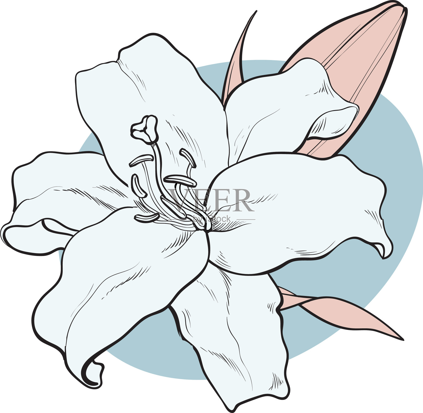 莉莉花在素描画风格的柔和的颜色设计元素图片