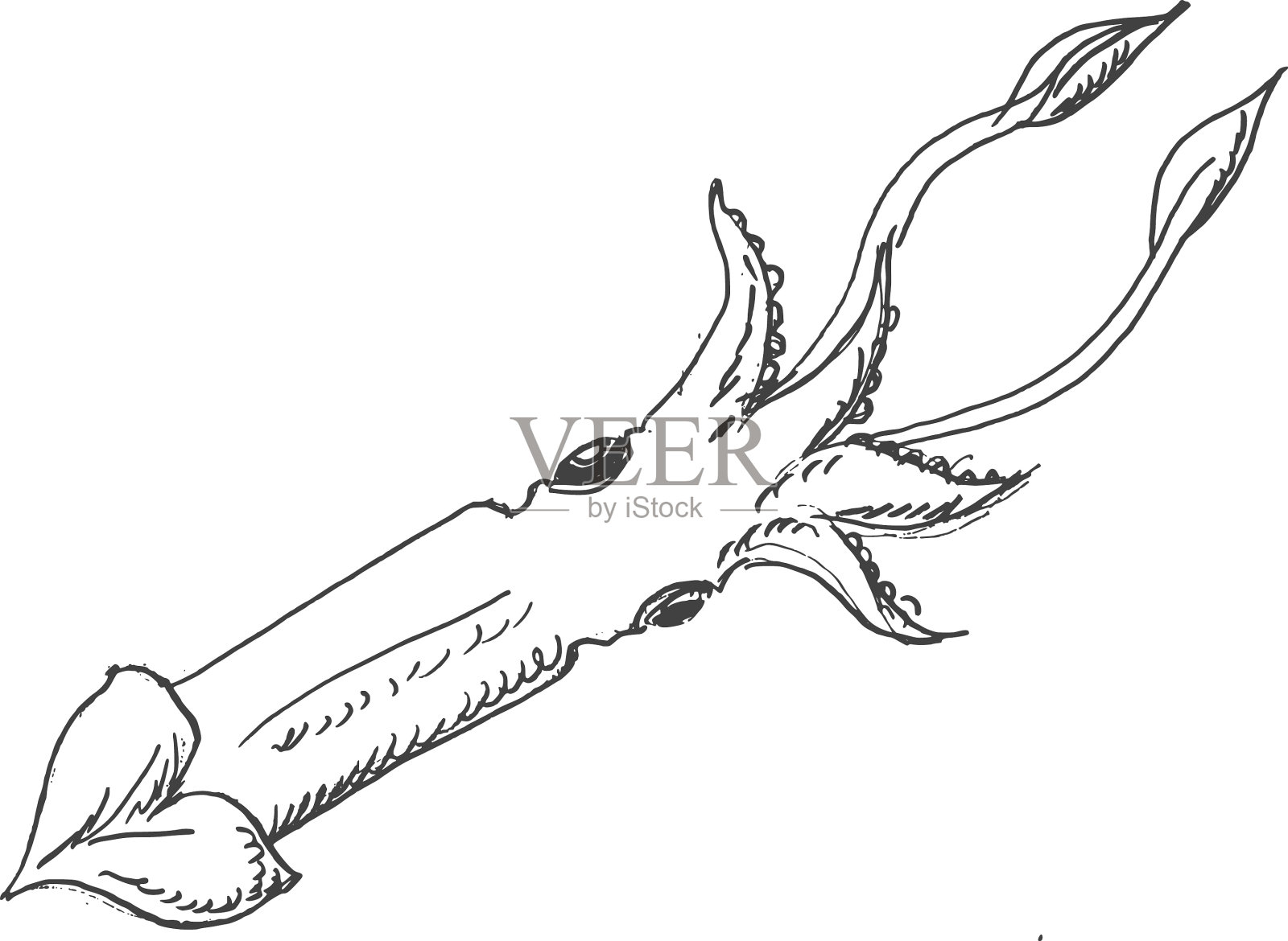 鱿鱼的海洋动物设计元素图片