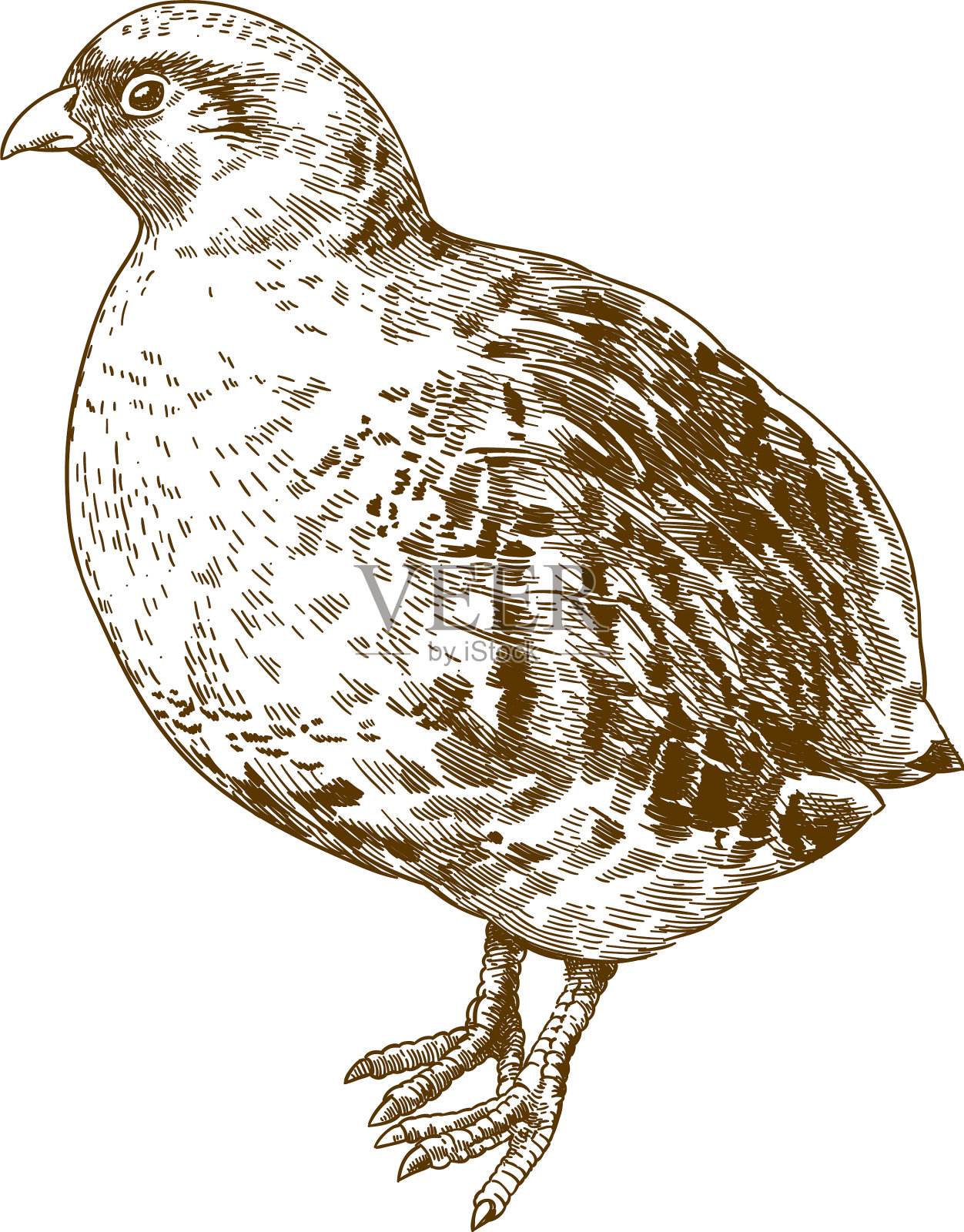 灰鹧鸪版画设计元素图片