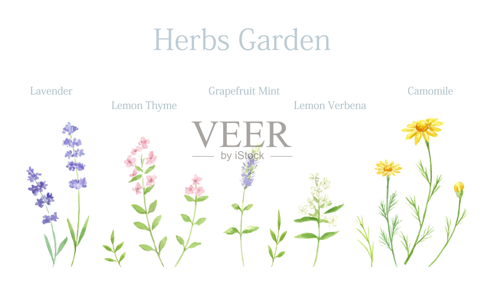 水彩画草药集。设计元素图片