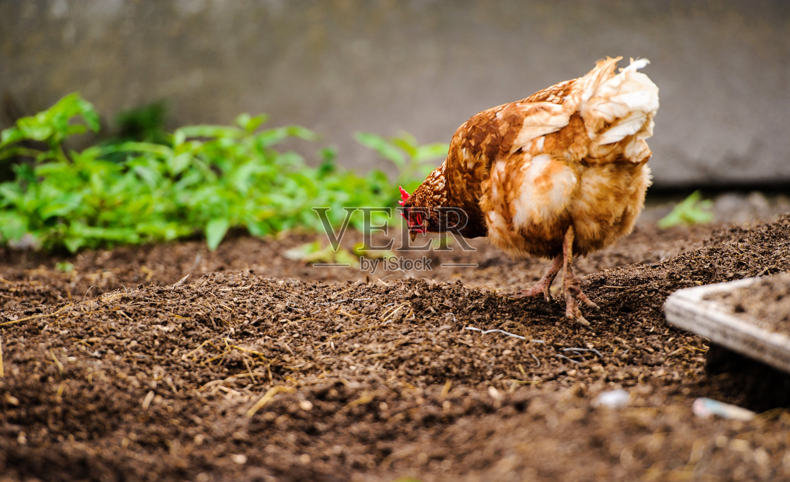 农场里的小鸡和公鸡照片摄影图片