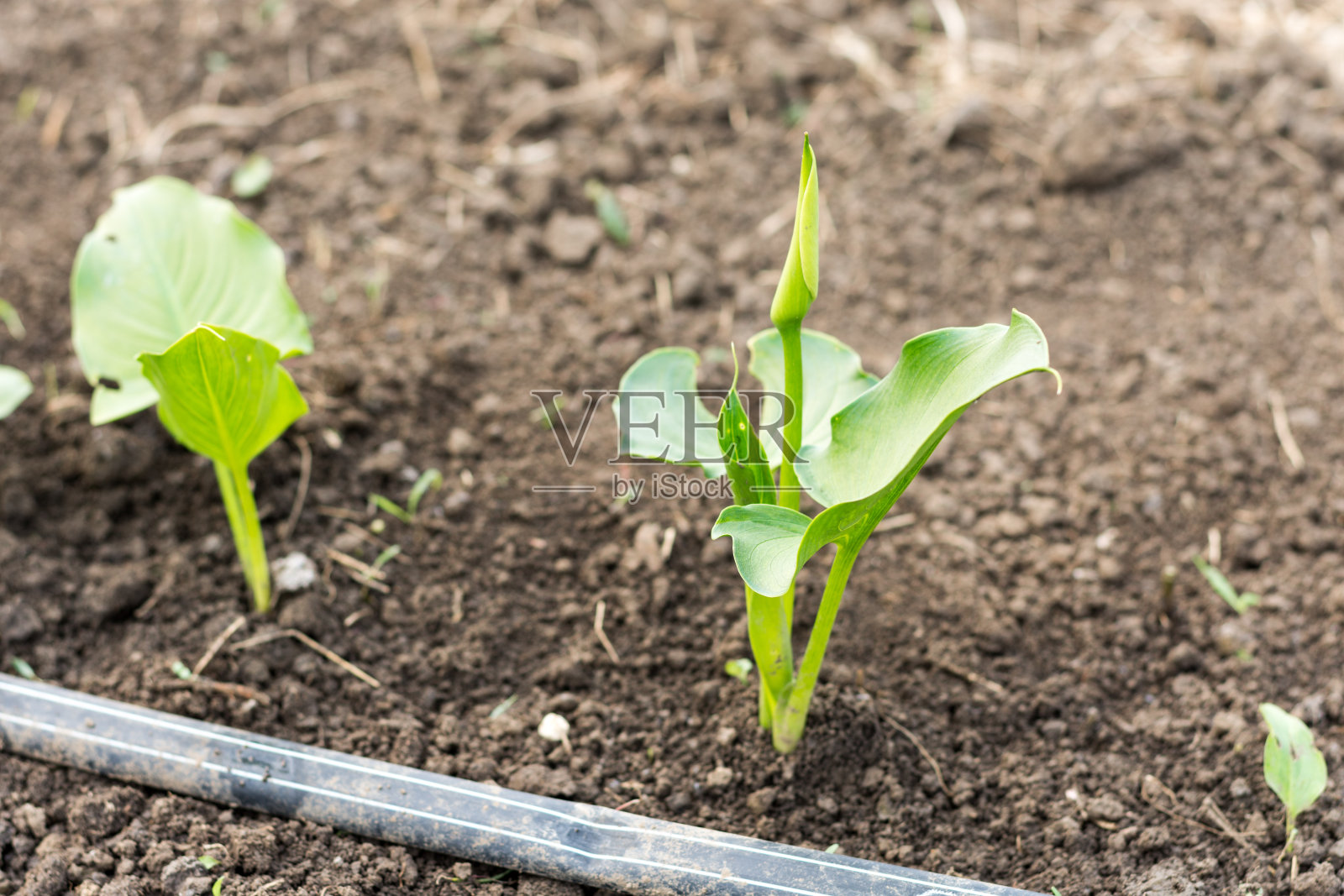 卡拉花生长在温室里照片摄影图片