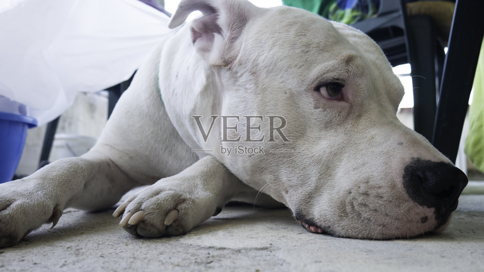 阿根廷Dogo狗在休息。阿根廷獒。漂亮的白狗特写肖像。照片摄影图片