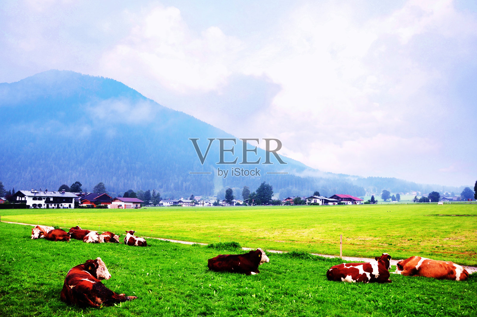 几十头奶牛躺在地上照片摄影图片