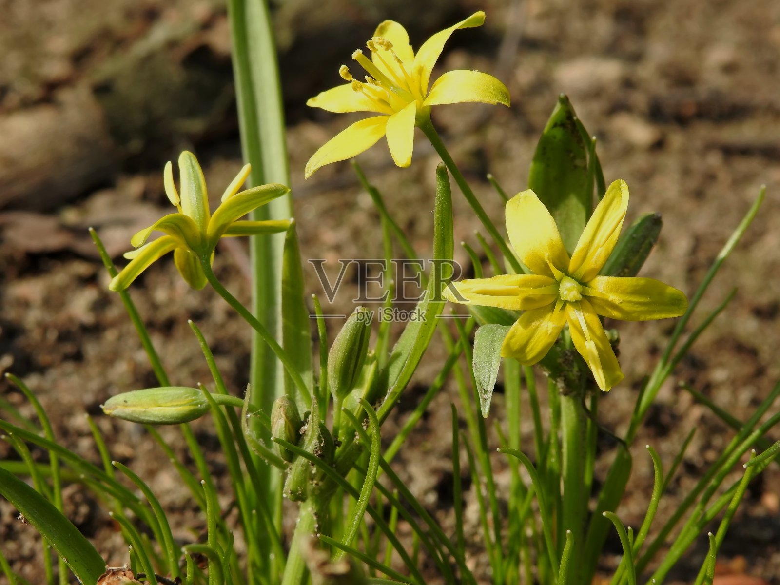 美丽的春花在草地特写照片摄影图片
