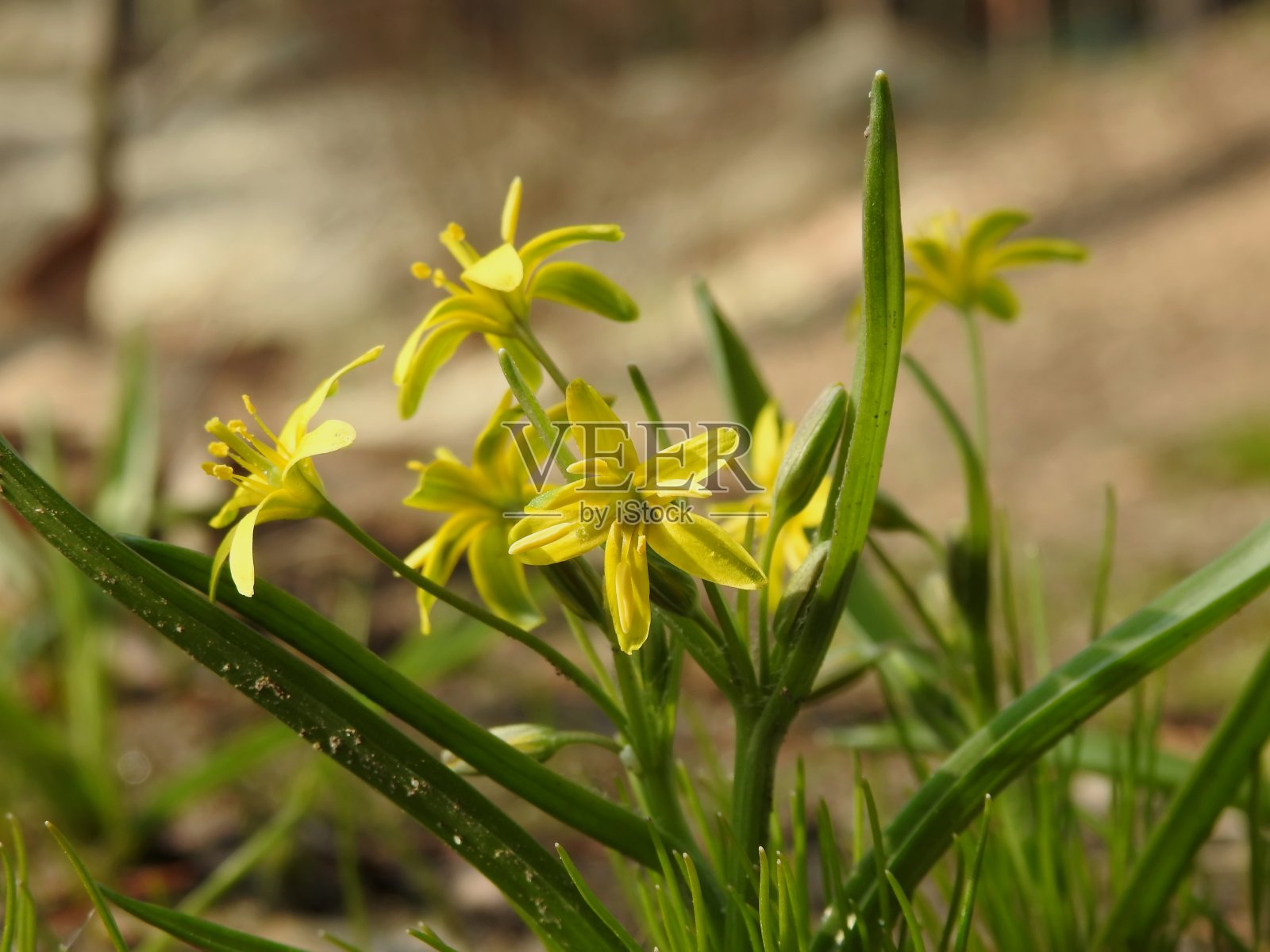 美丽的春花在草地特写照片摄影图片