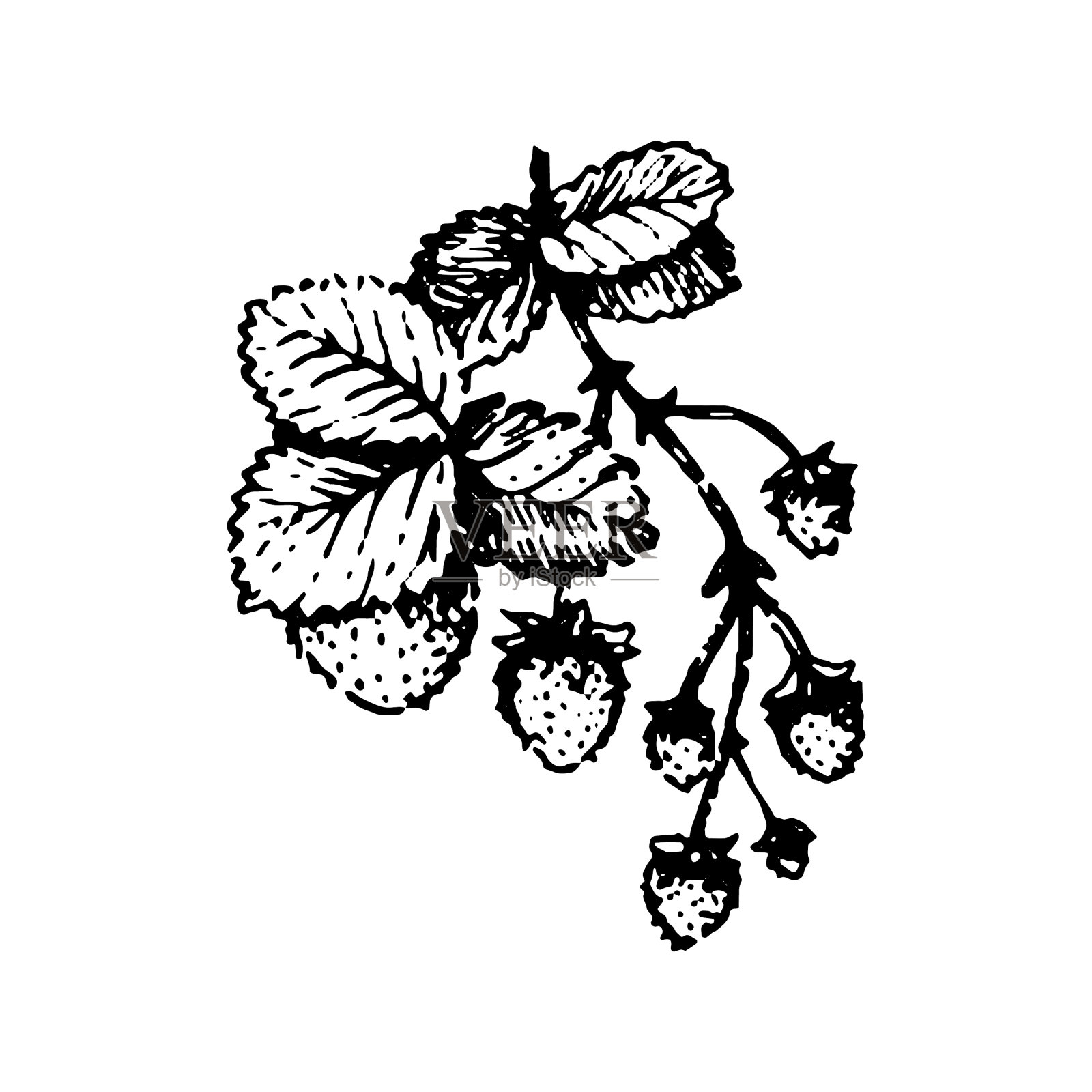 手画草莓枝手设计元素图片