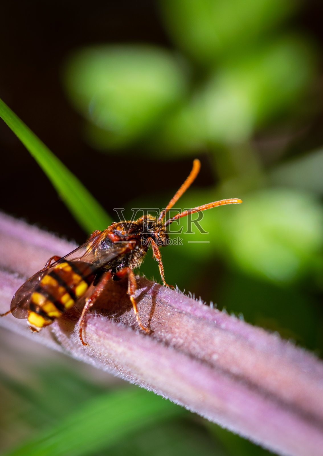 阳光明媚的日子里，黄色的蜜蜂照片摄影图片