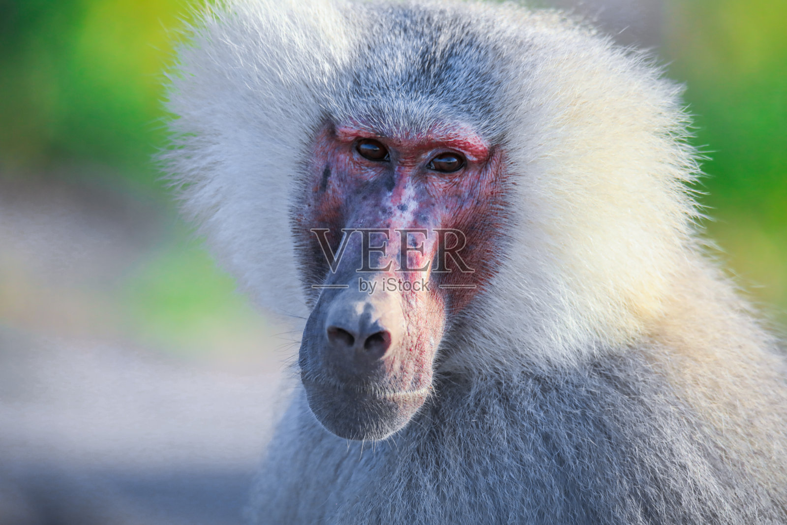 在通往吉布提assal湖的路上，哈马德里亚狒狒的大家庭照片摄影图片