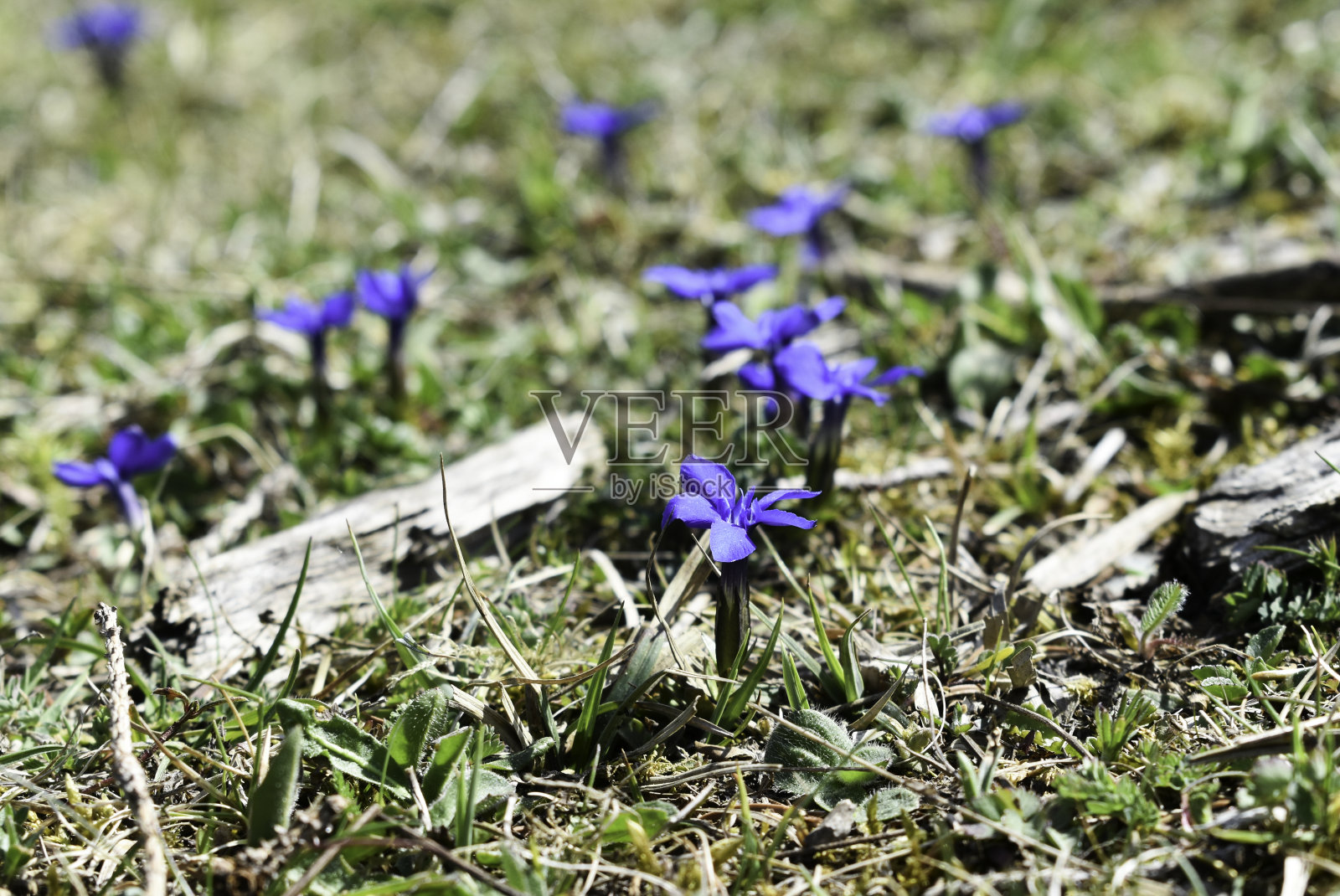 龙胆春天的龙胆，龙胆属最小的成员照片摄影图片